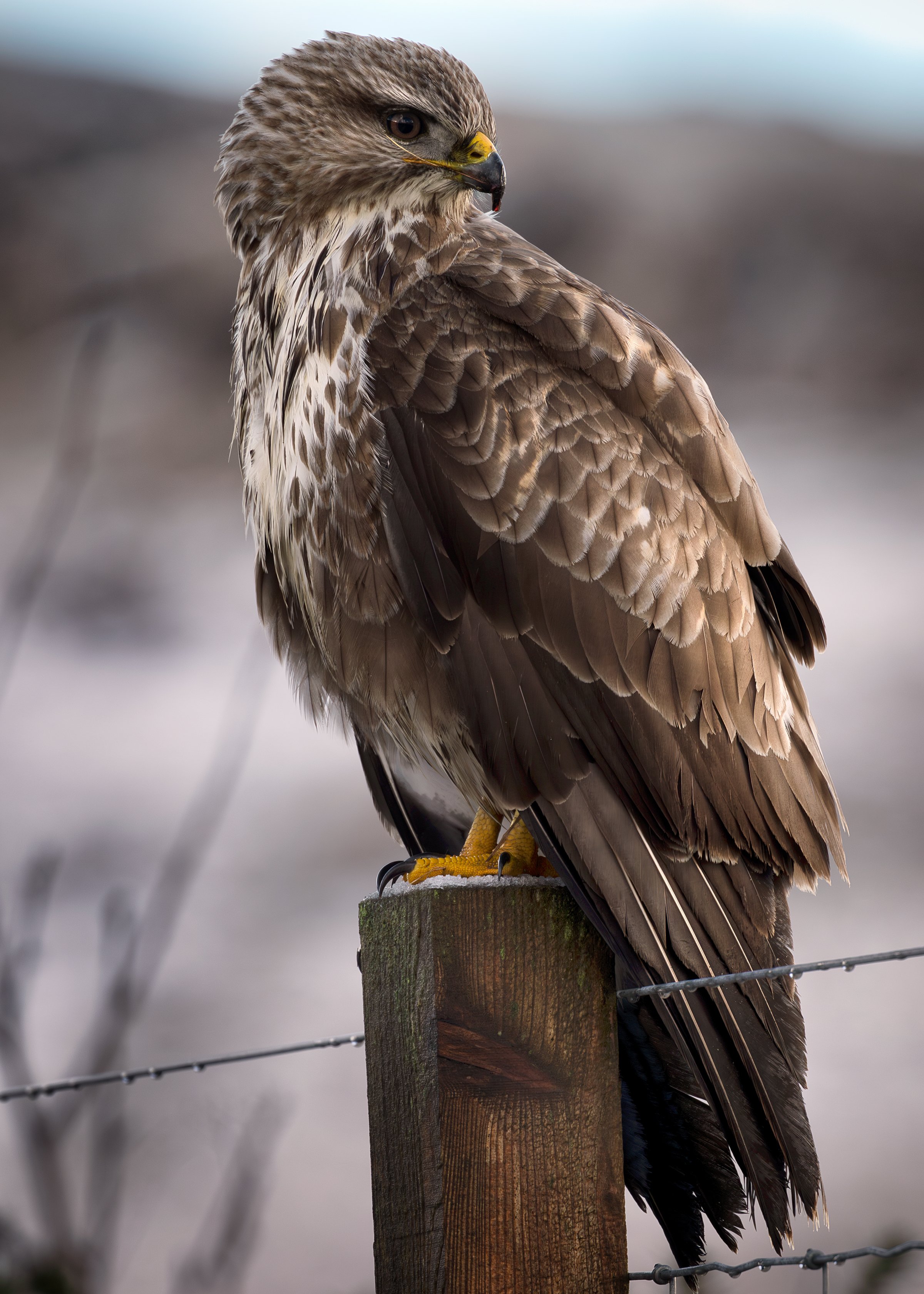 Isle of Skye buzzard on the hunt