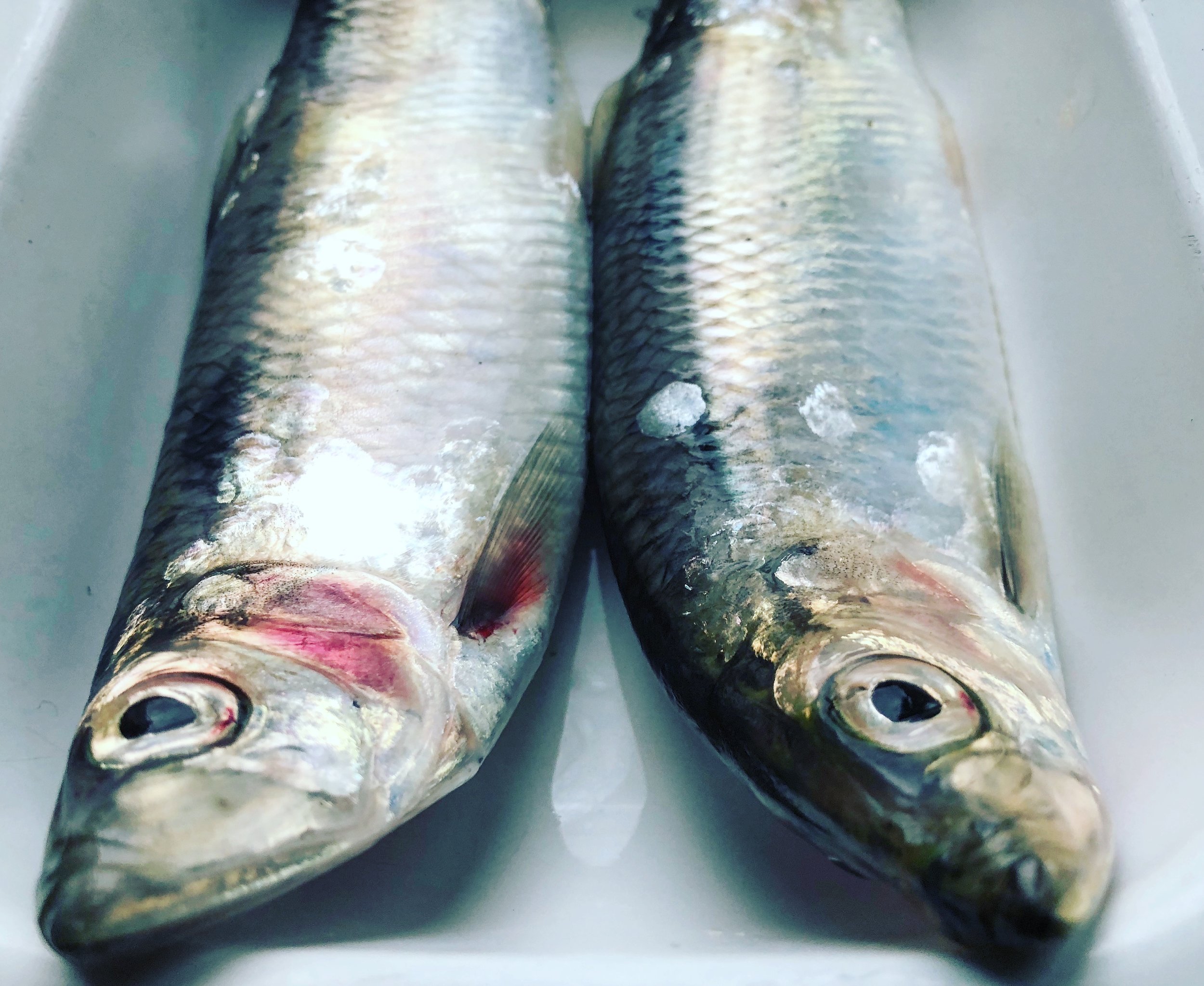 Hastings Herring Fair