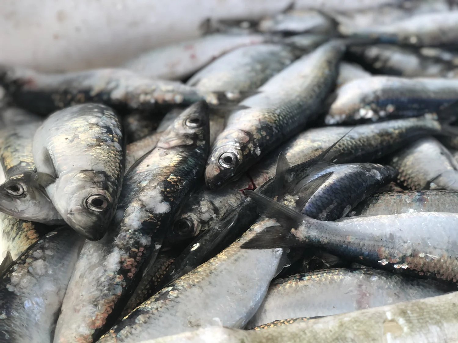 Silver Darlings - A Potted History of the Herring — A Passion for Seafood