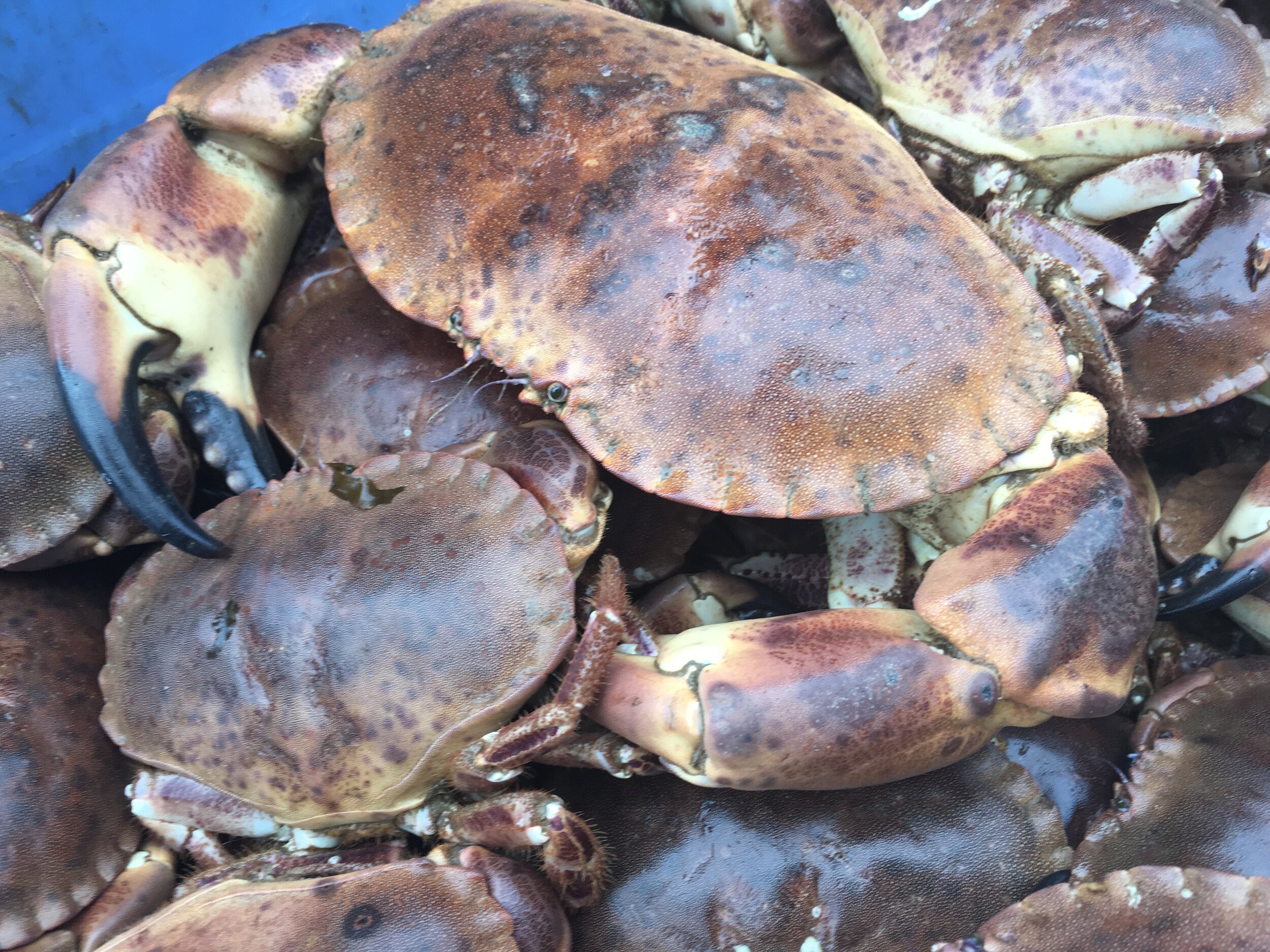 Shellfish Class with Mrs Portly