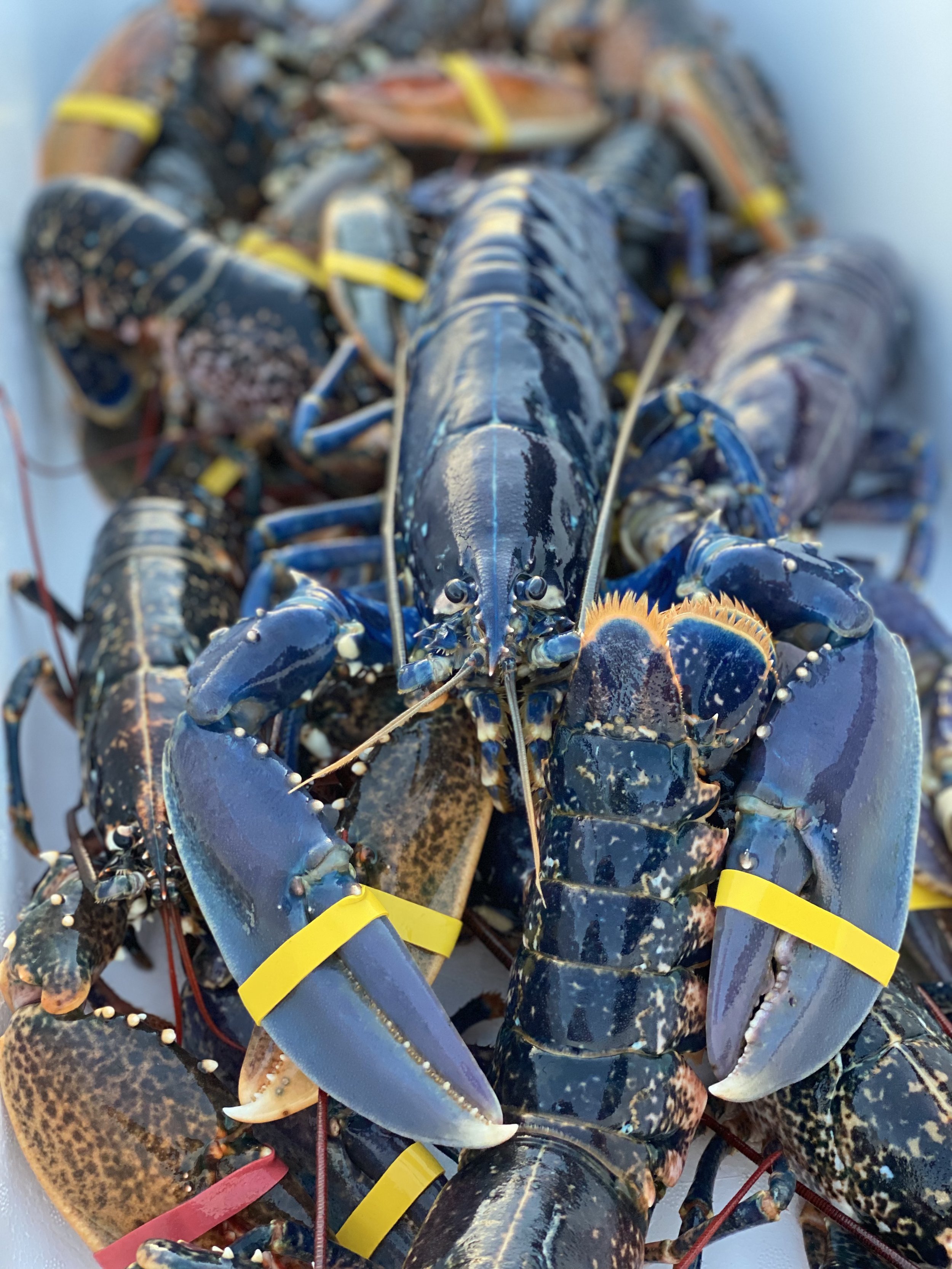 Seafood at the Station