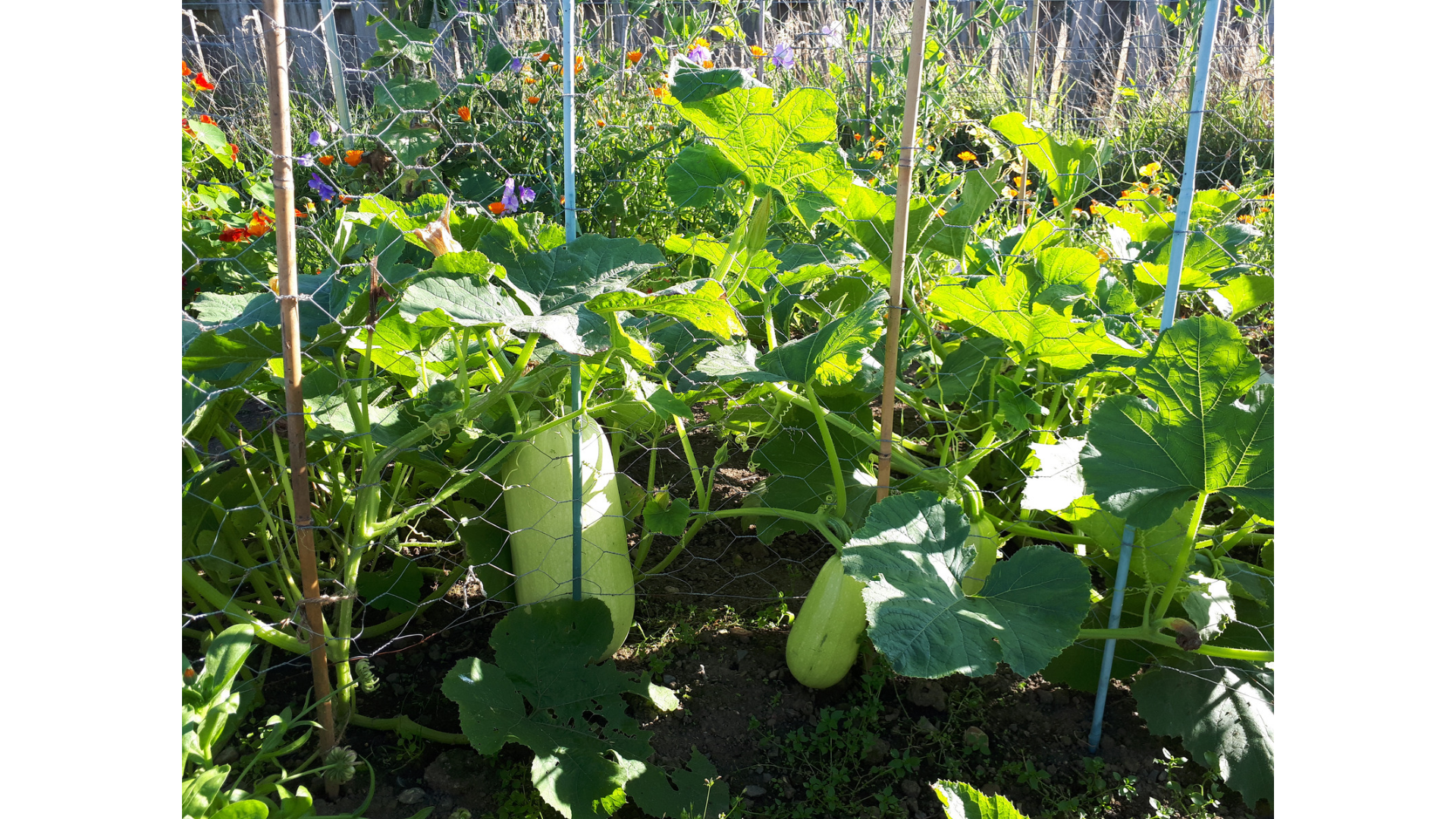 SPAGHETTI SQUASH.png