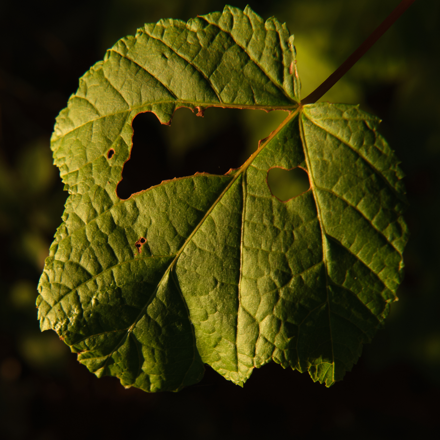 Whole Leaf 