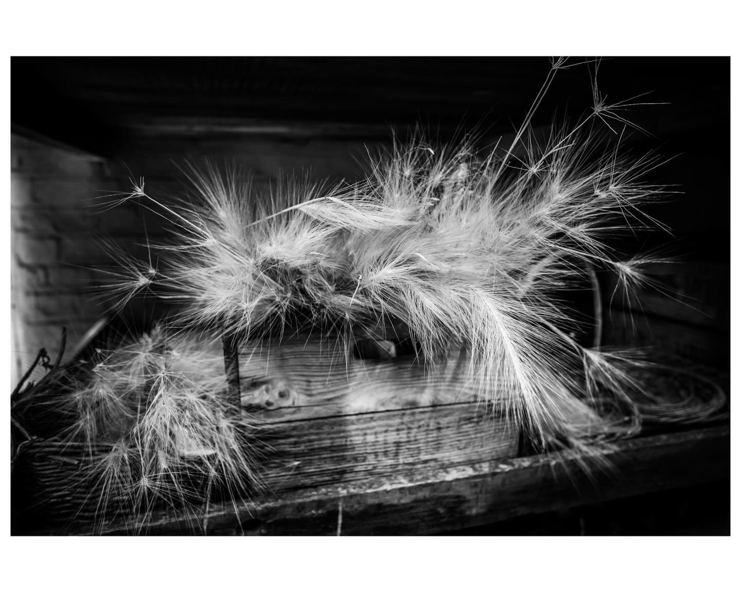 Sunday walk with 📷
#antoxleyphoto #photographer #photooftheday #leica #camera #walk #nature #naturecaptures