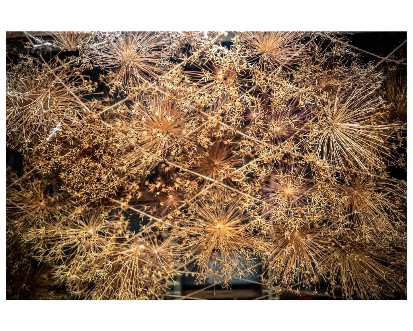 Sunday walk with 📷
#antoxleyphoto #photographer #photooftheday #leica #camera #walk #nature #naturecaptures