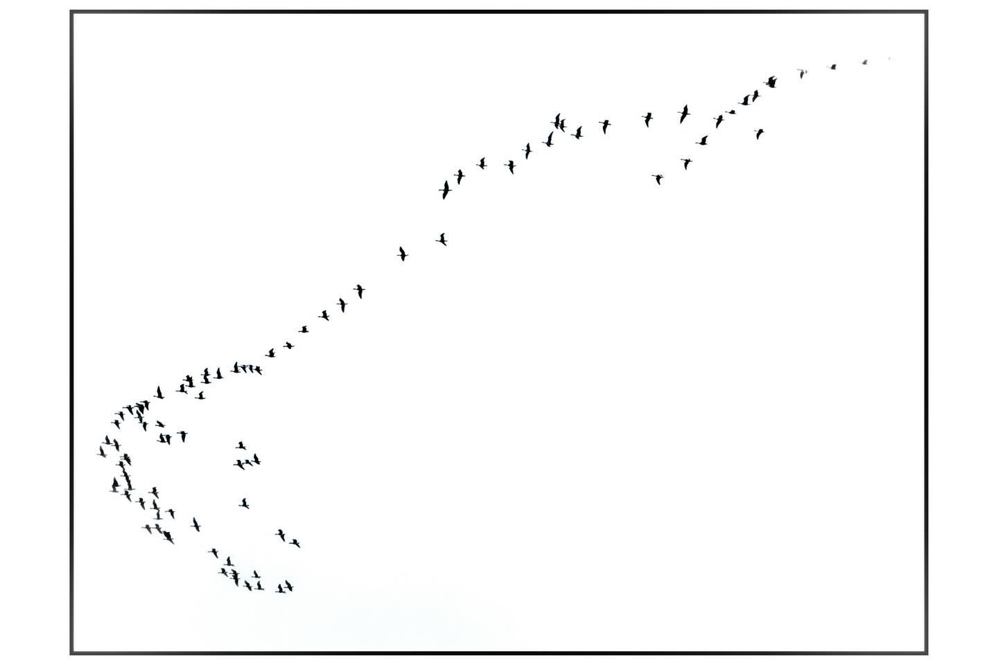 Geese V-Formation.
#antoxleyphoto #photooftheday #nature #winter #bird #photgraphy #photographer