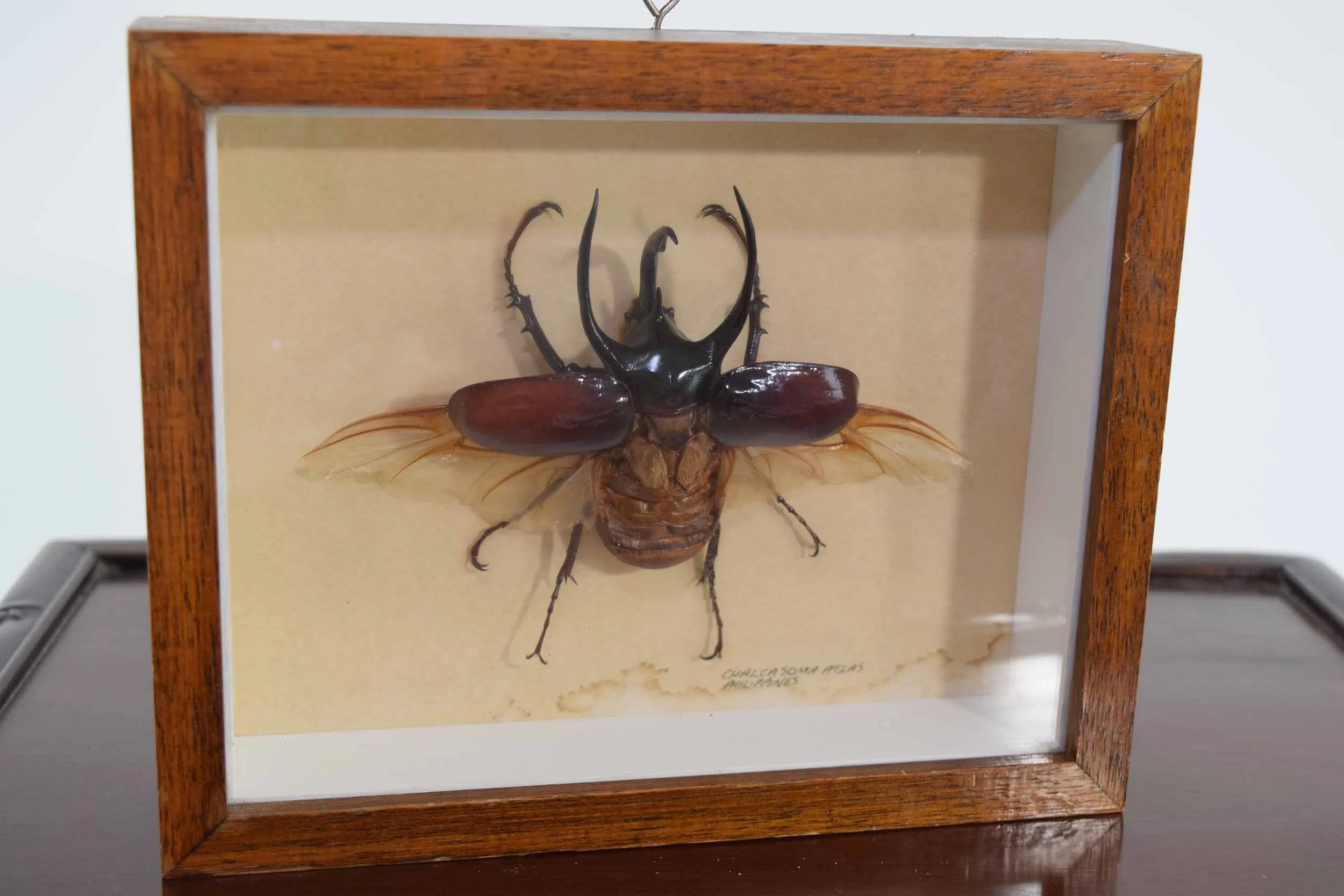 Chalcosoma Atlas taxidermy 2.JPG