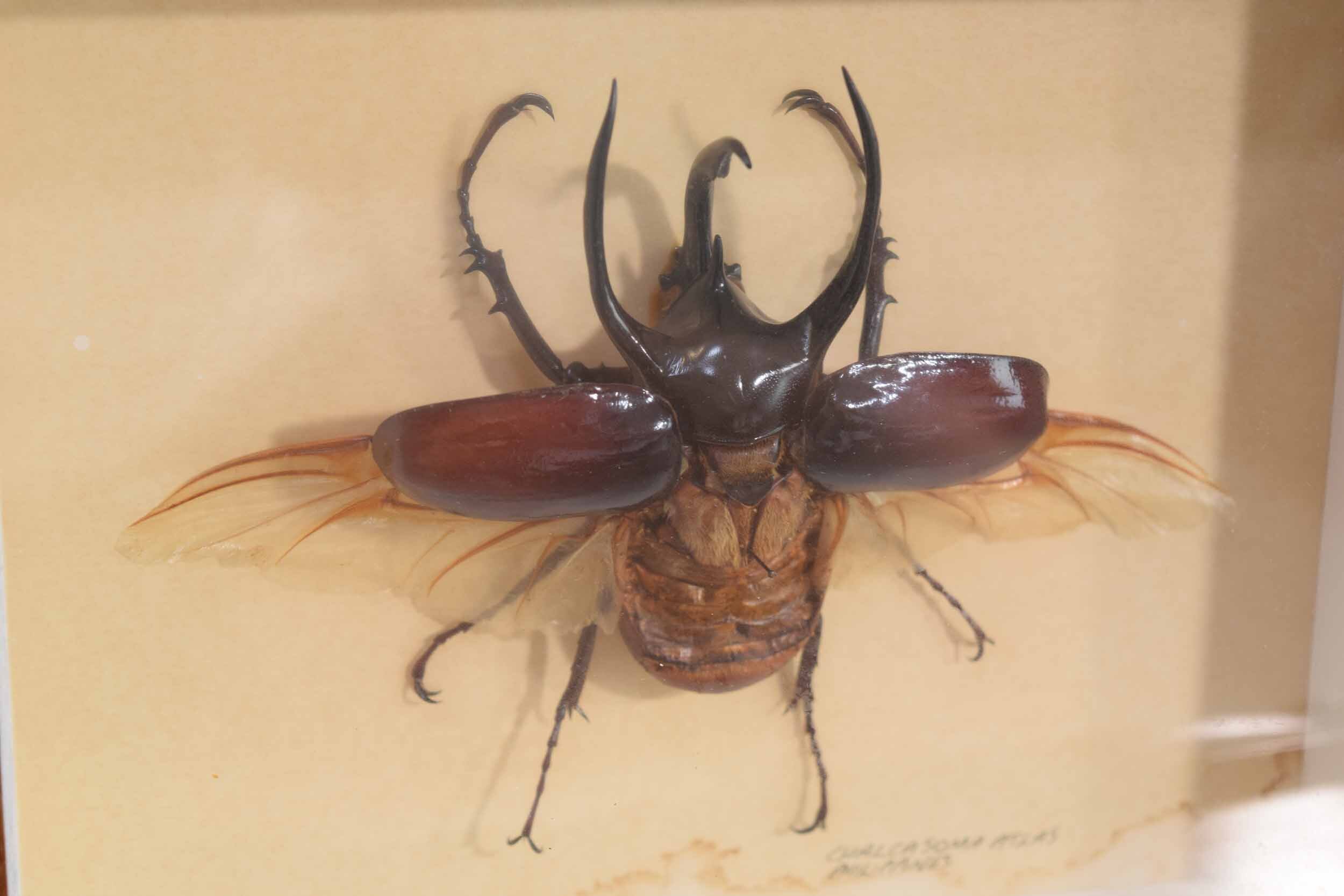 Chalcosoma Atlas taxidermy 3.JPG