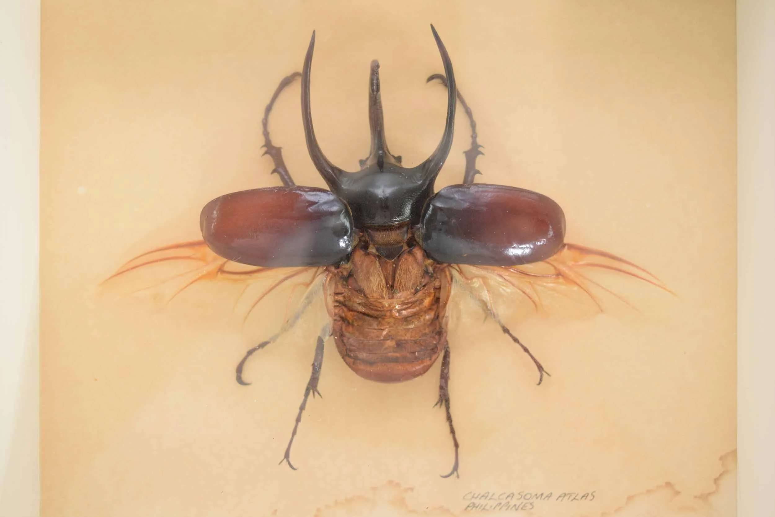 Chalcosoma Atlas taxidermy 4.JPG