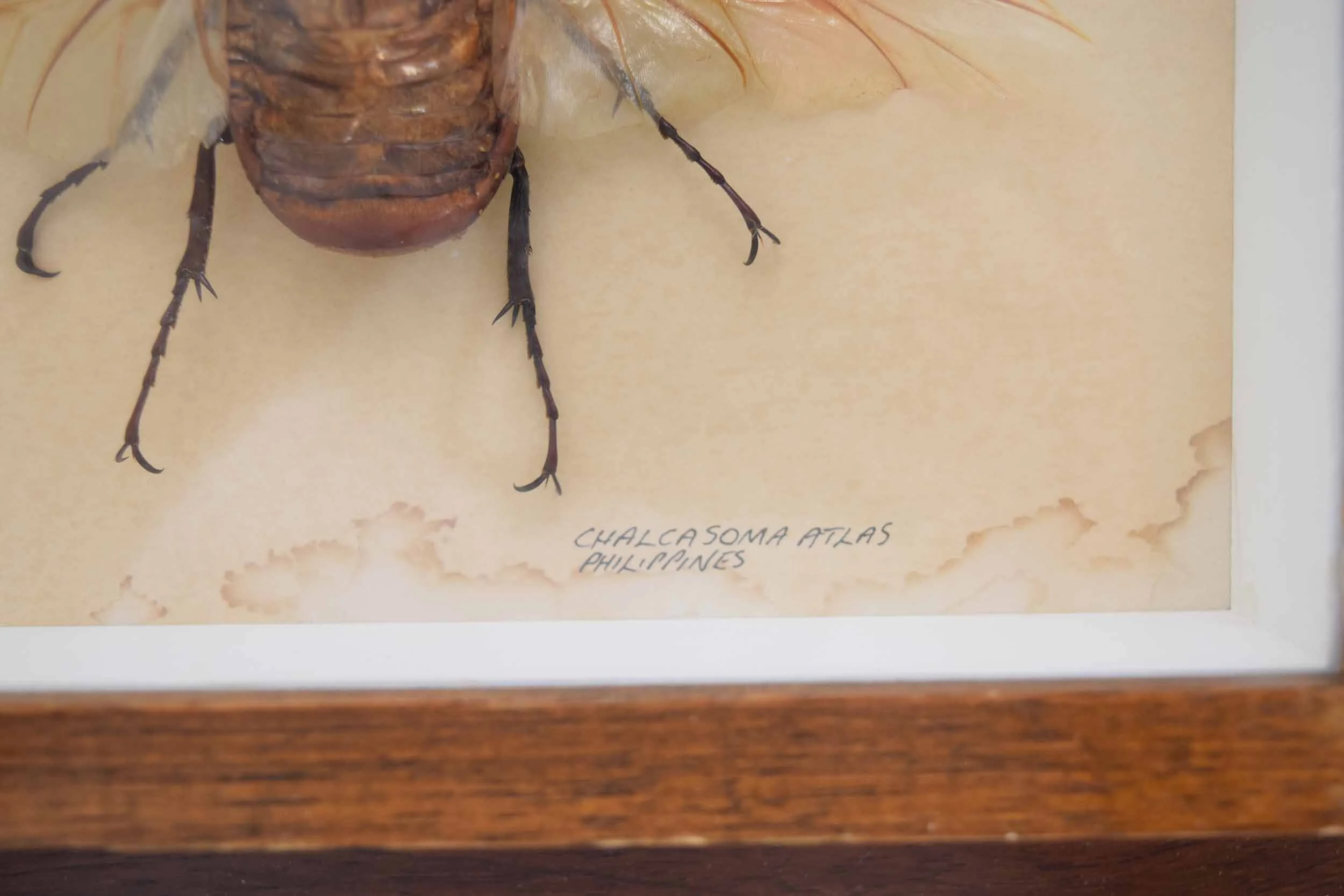 Chalcosoma Atlas taxidermy 5.JPG