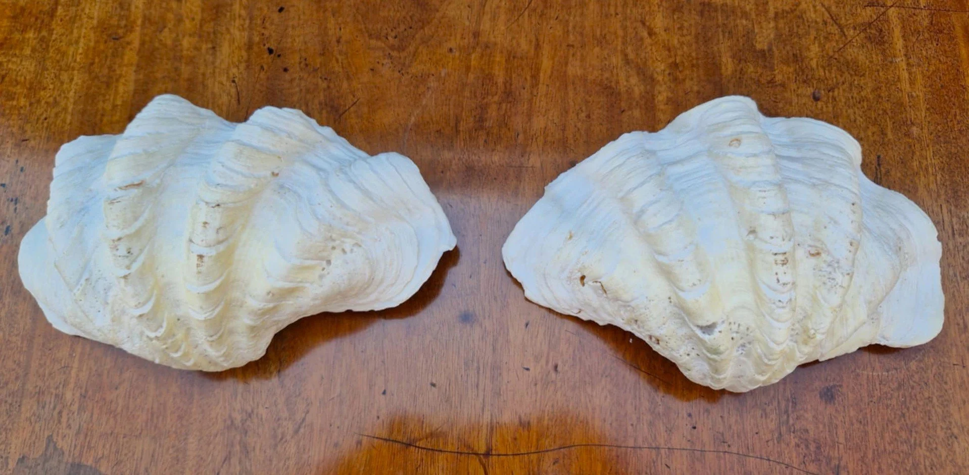 Fluted giant clam shell pair 4.jpg