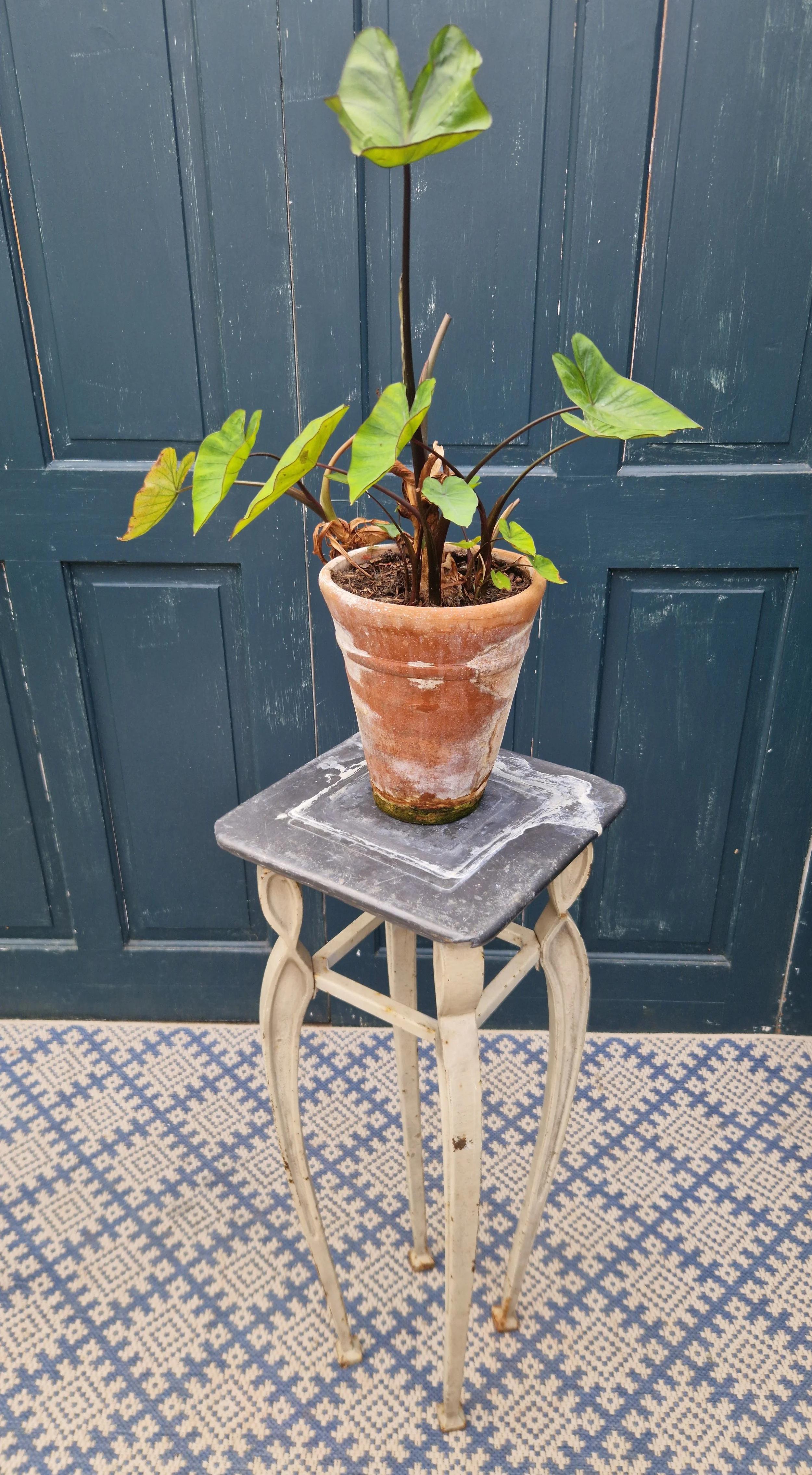 Cast rion plant stands 10.jpg