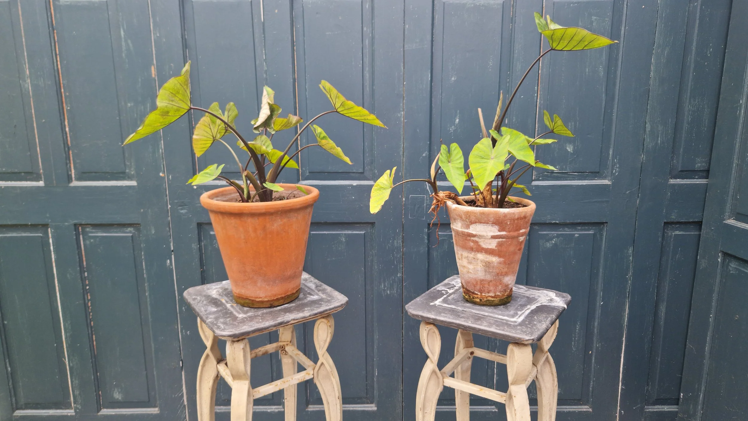 Cast rion plant stands 6.jpg