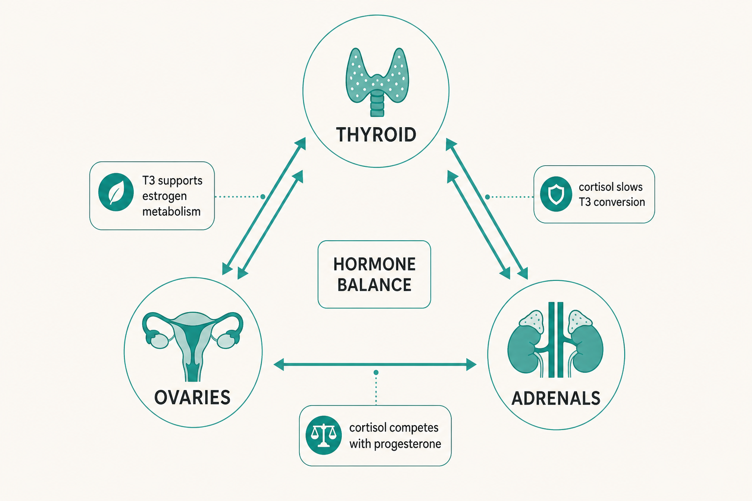 OAT Axis diagram showing the three-way connection between the Ovaries, Adrenals, and Thyroid.