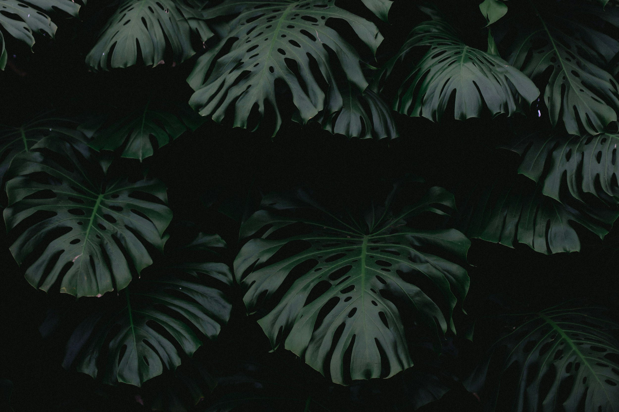 unsplash-image-mSK5nNsAsLY.png
