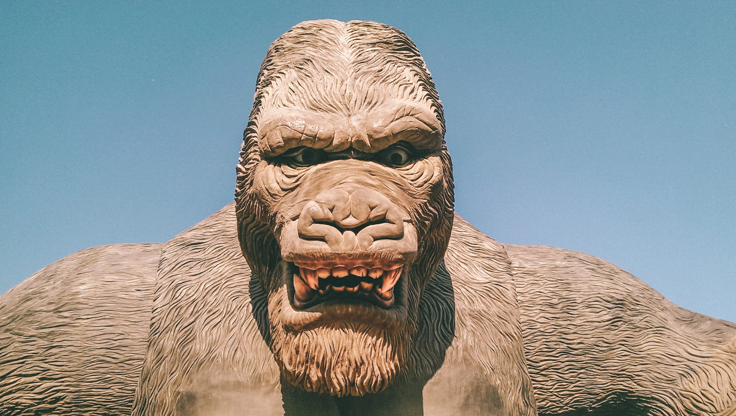 #51 | Has donor-centrism become fundraising’s eight-hundred-pound gorilla?