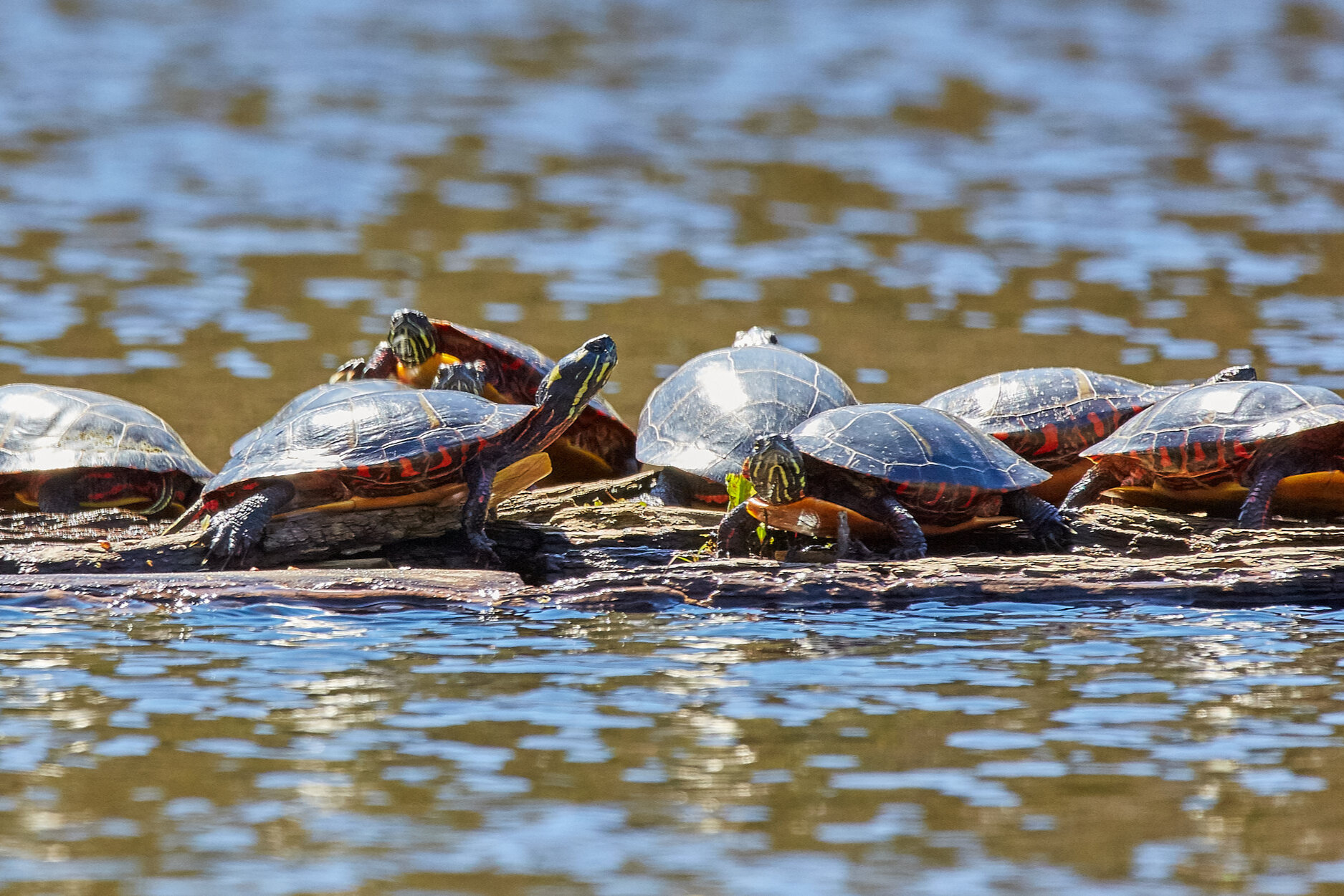 The Decisions Our Donors Are Making, Part 2