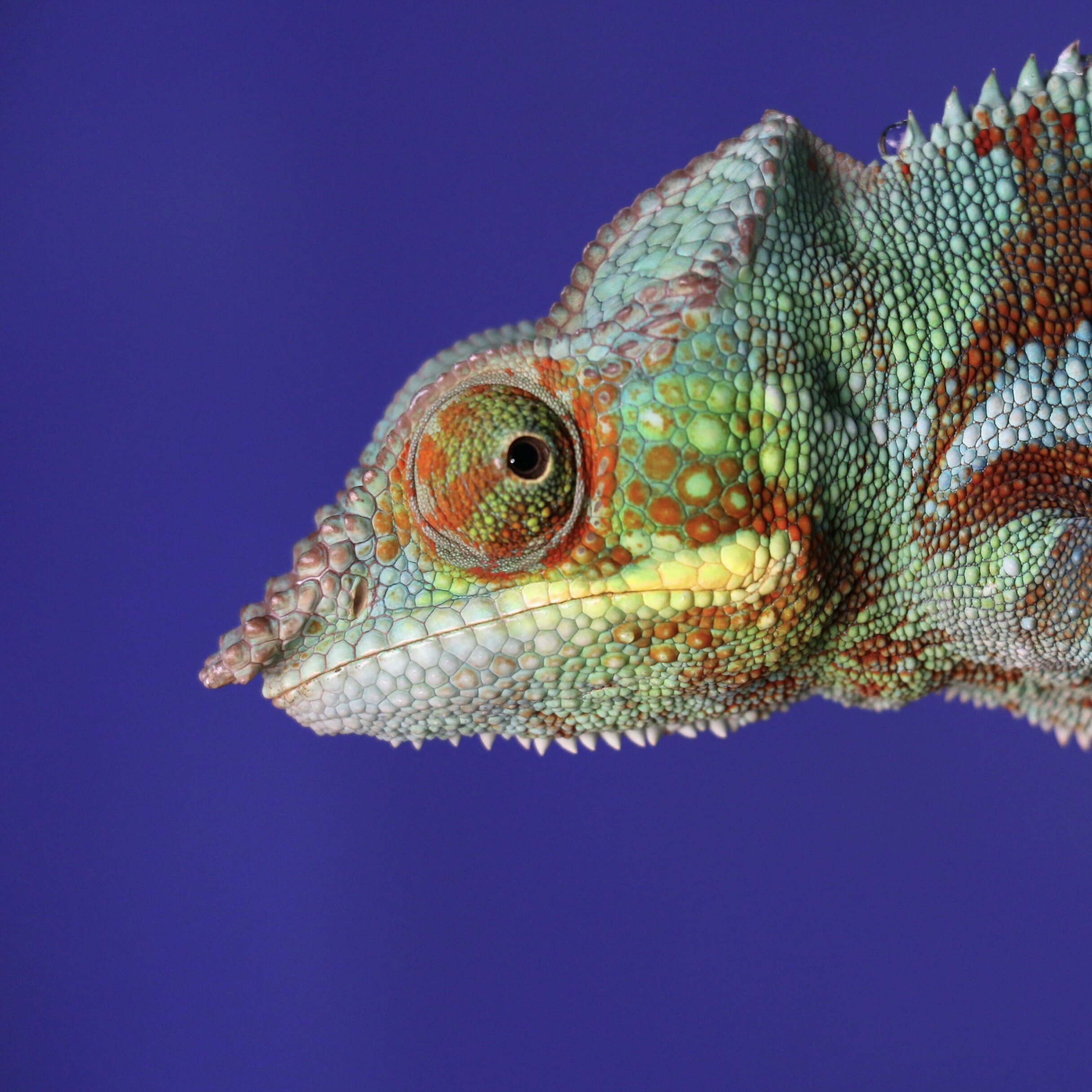 229 | Does fundraising need more curious chameleons?