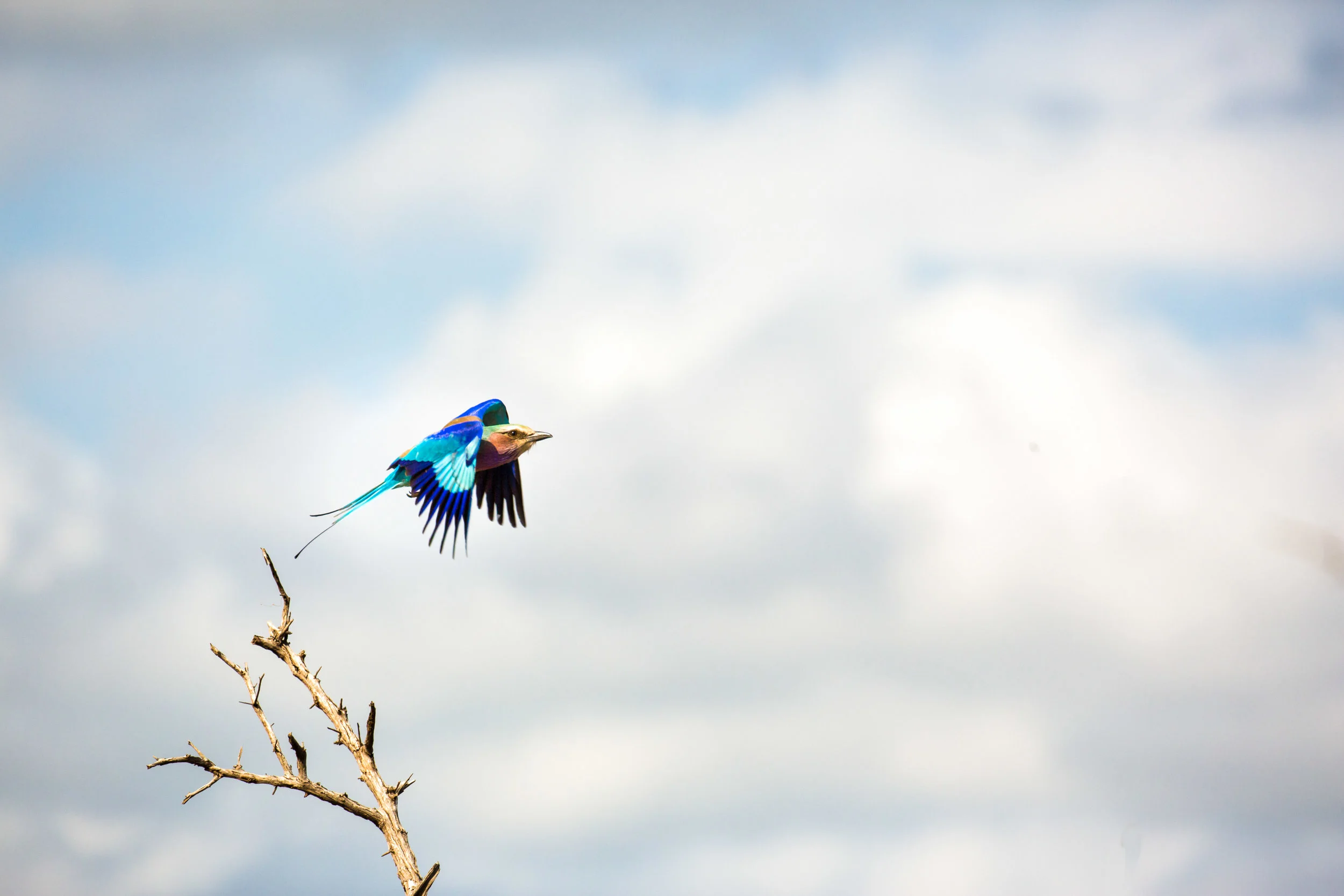Lilac Breasted Roller
