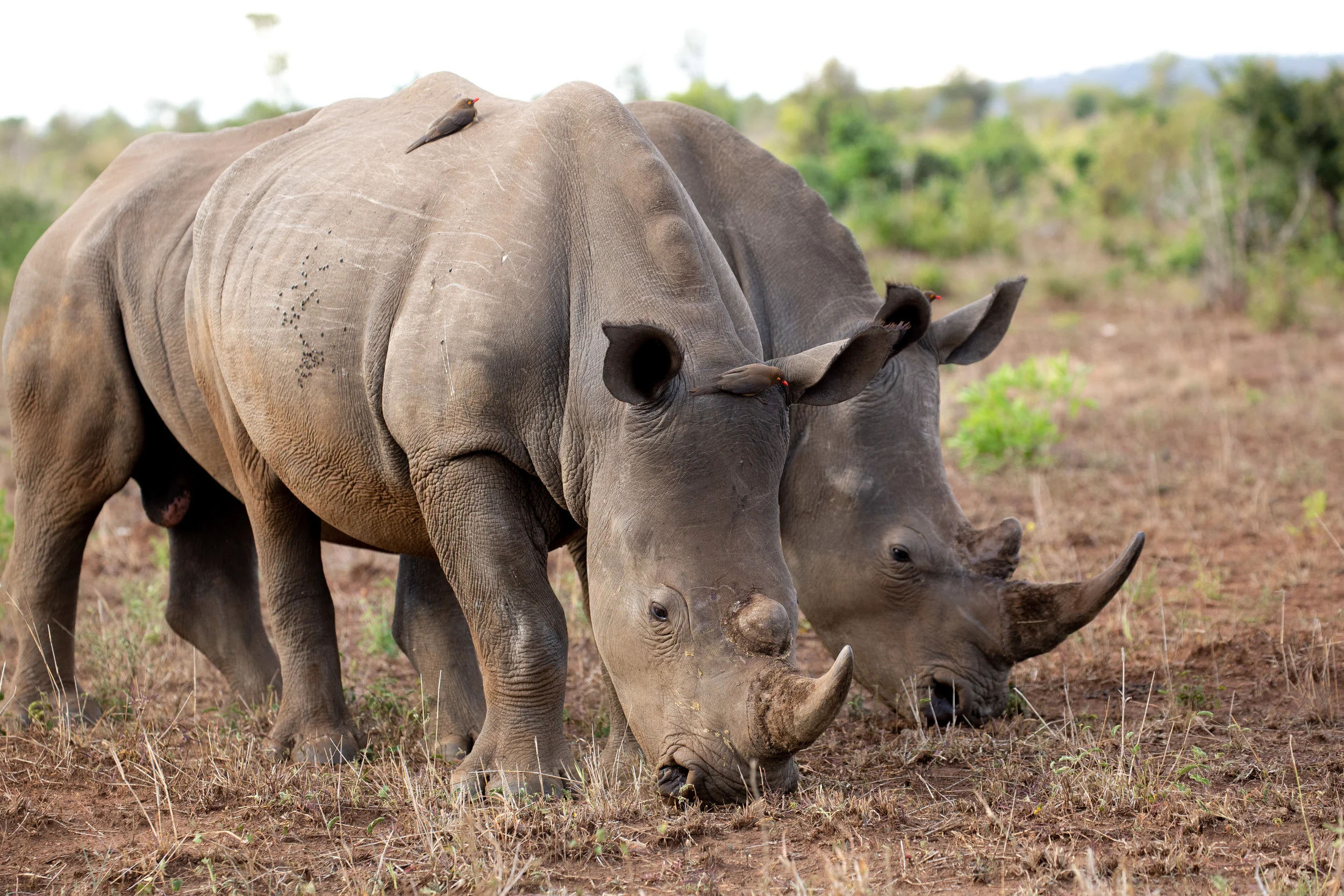 White Rhino, Kruger National Park