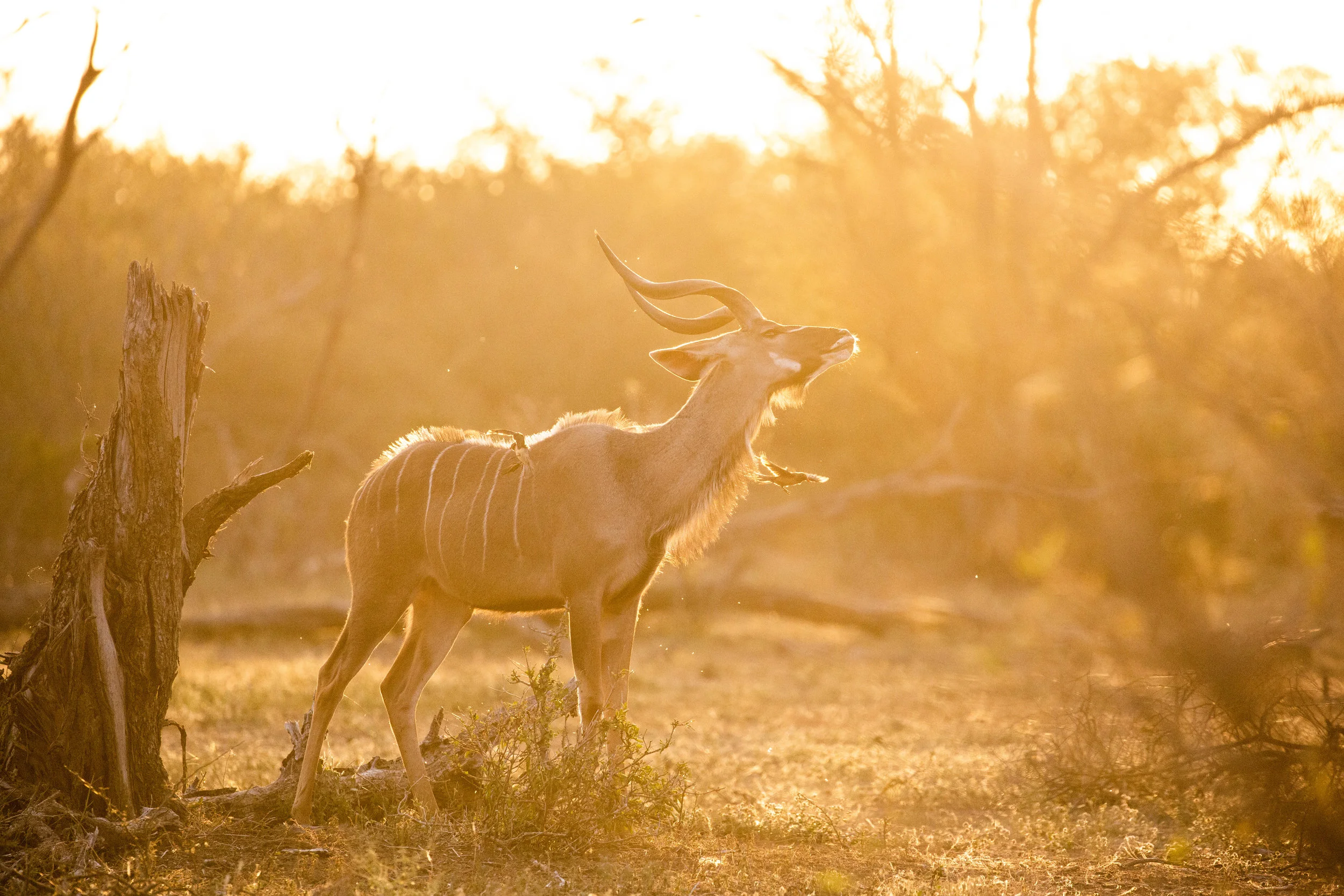 Kudu, Kurger National Park