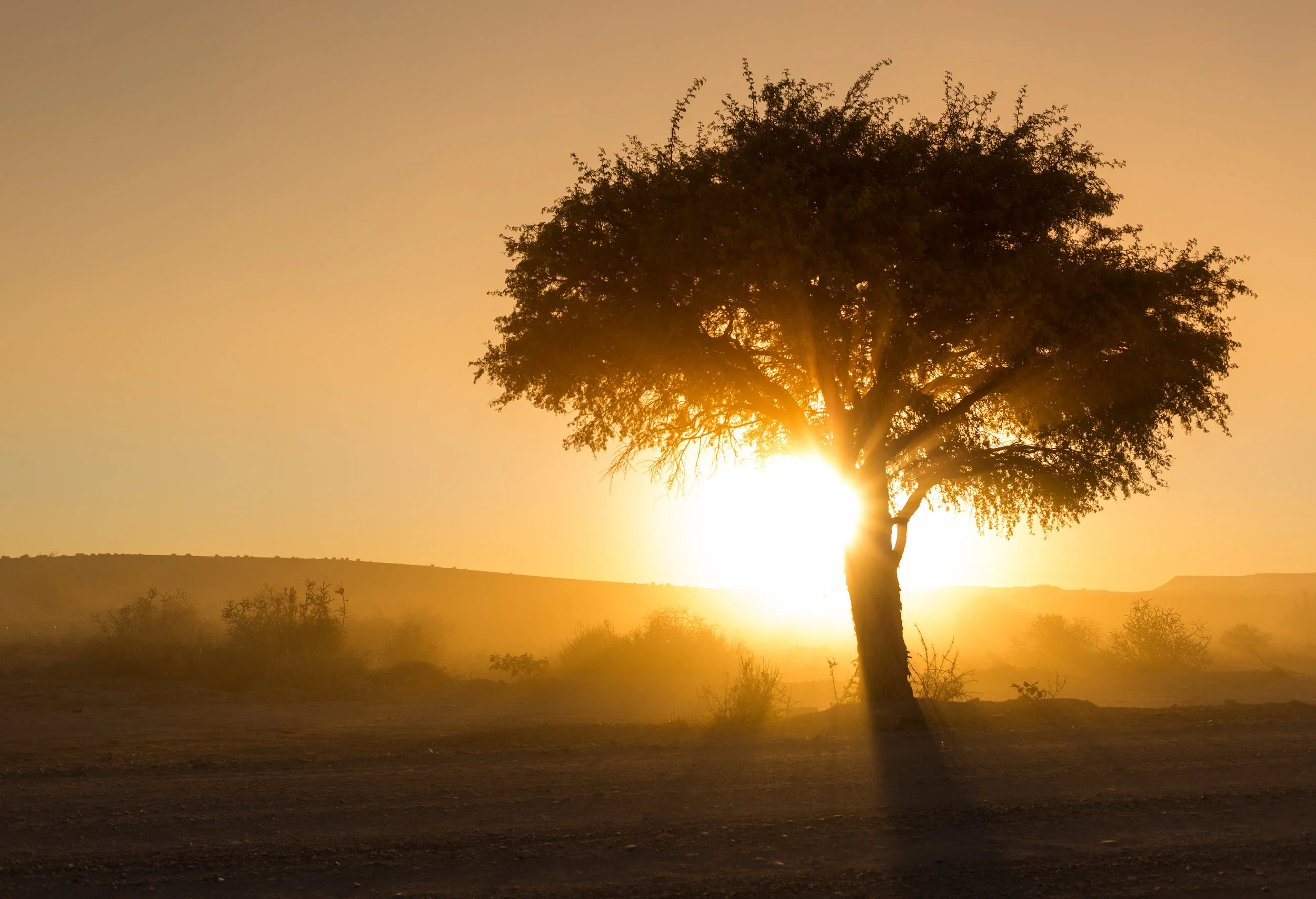 Doring Boom, Namibia
