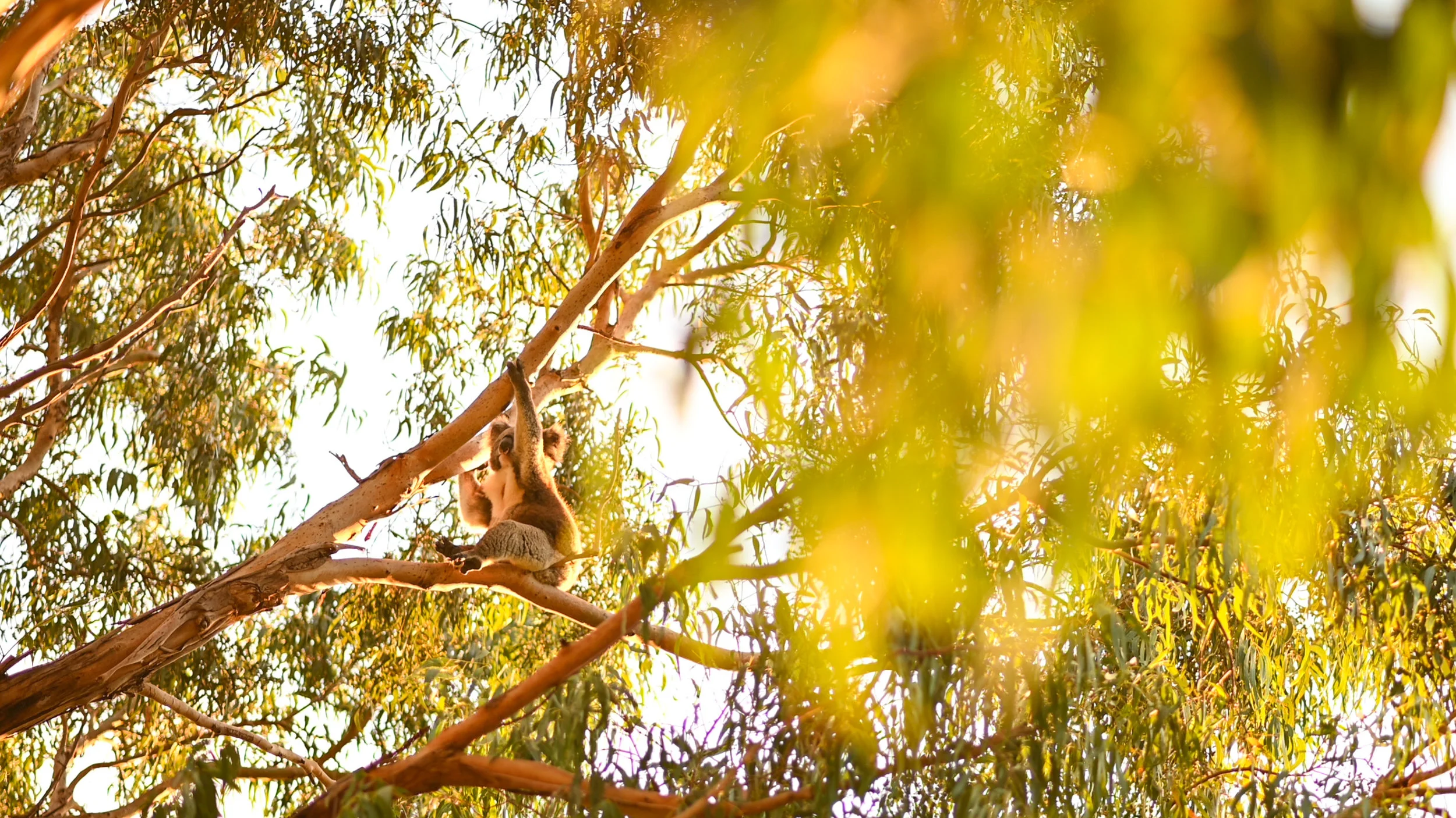 Koala, Great Ocean Road, Australia