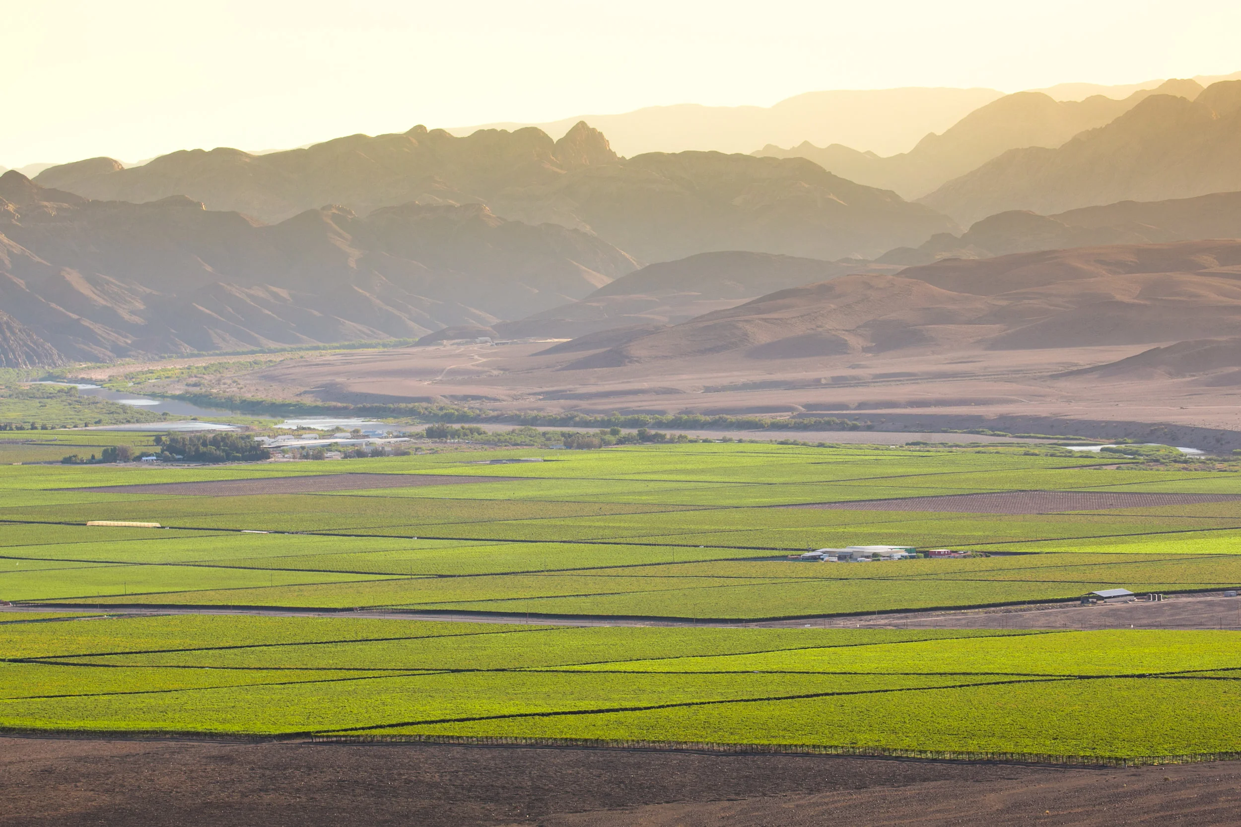 Vineyards, Aussenkehr, Namibia