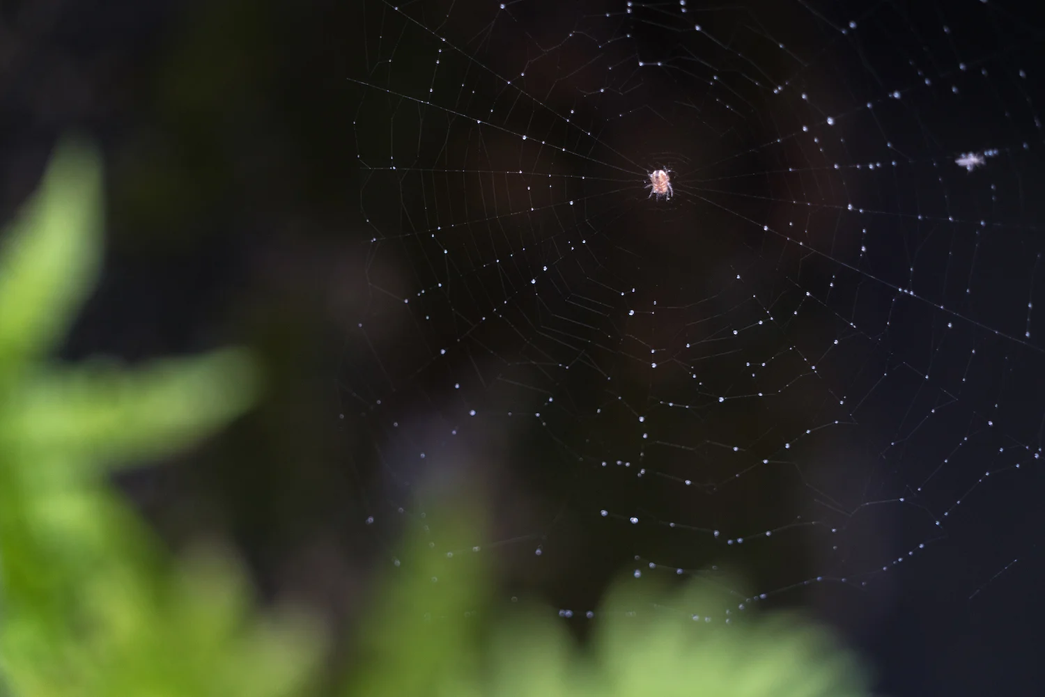 Spidey Senses, Norway