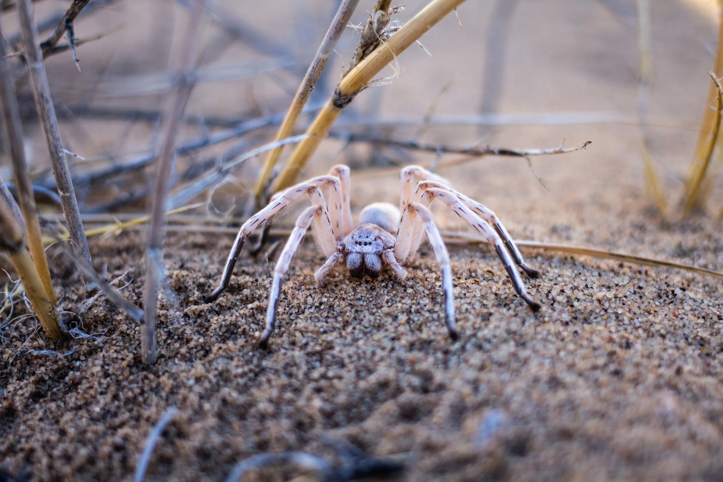 White Lady Spider, Namibia