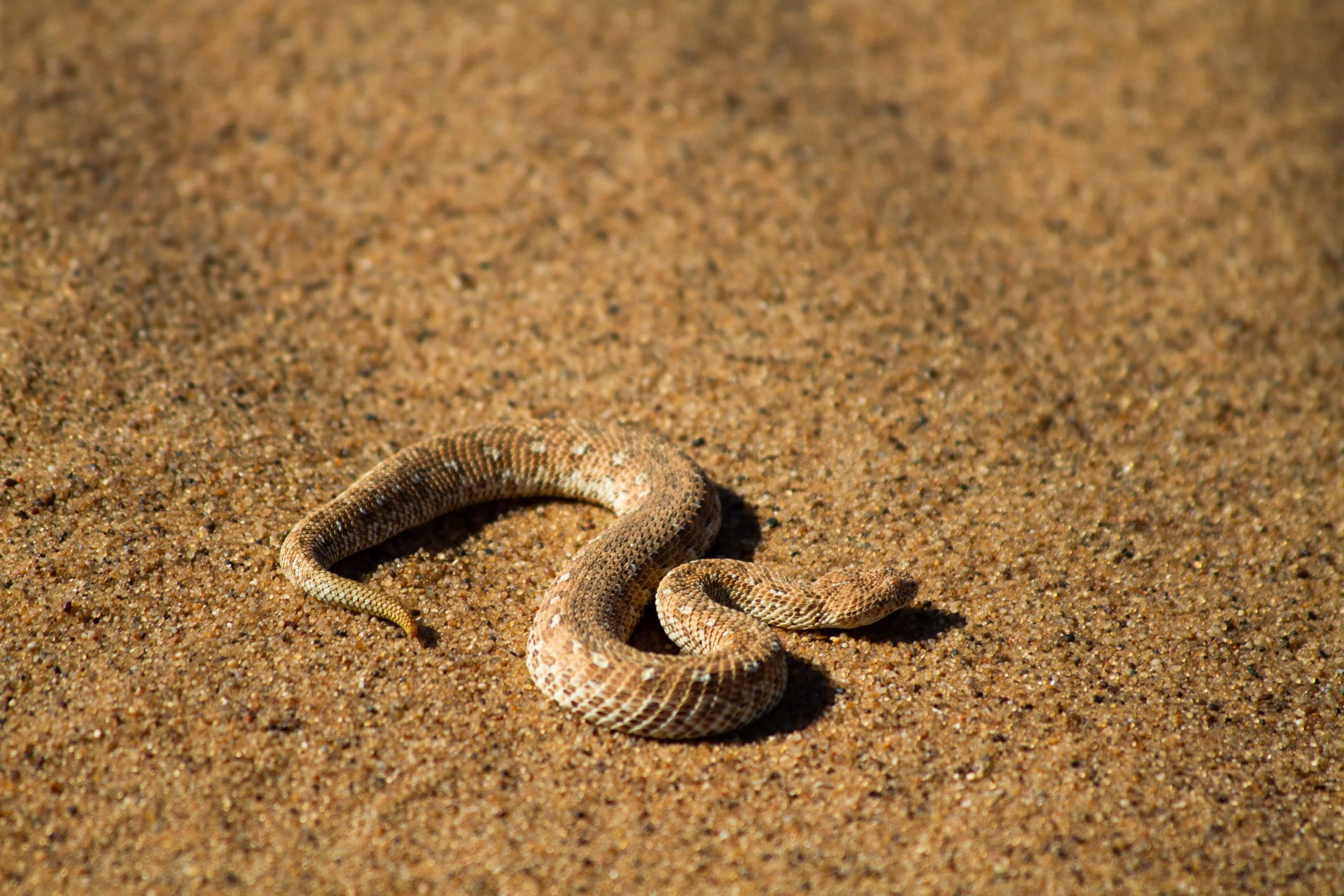 Sidewinder, Skeleton Coast, Namibia