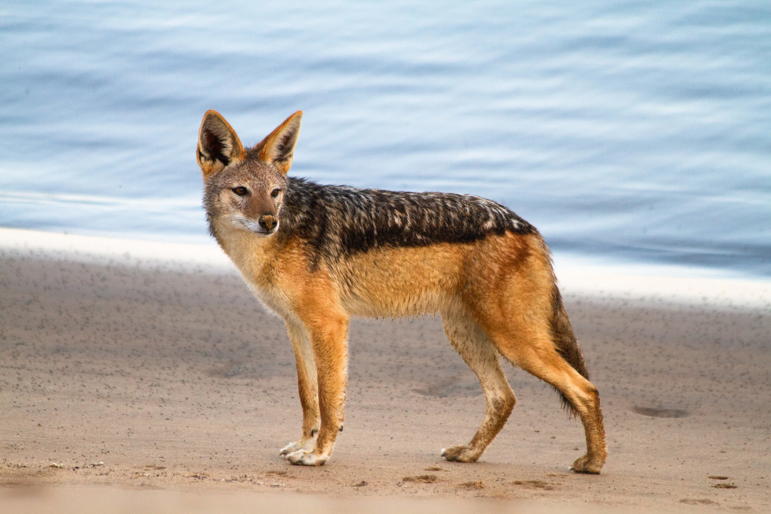 Black Backed Jackal, Skeleton Coast, Namibia