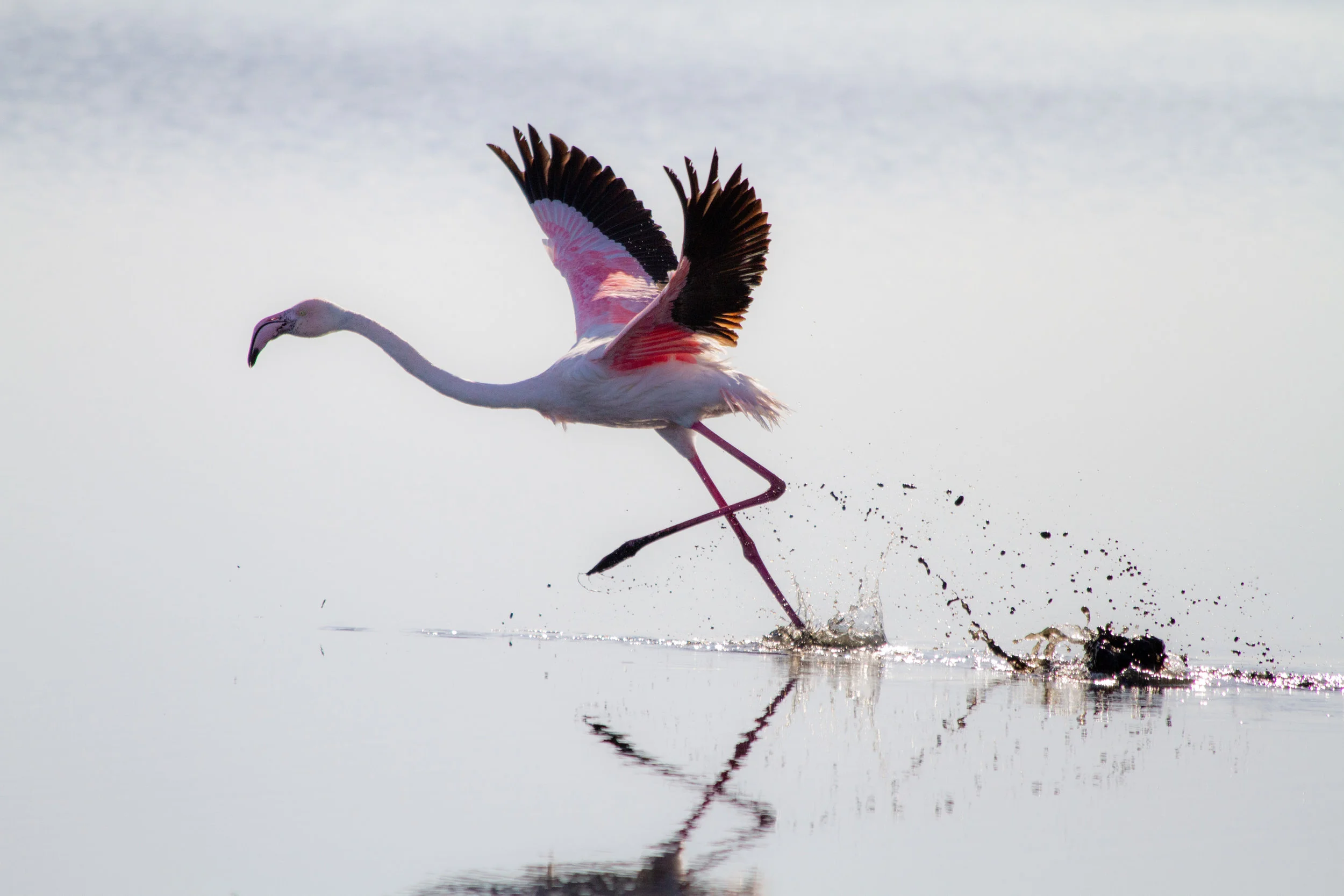 Flamingo, Skeleton Coast, Namibia