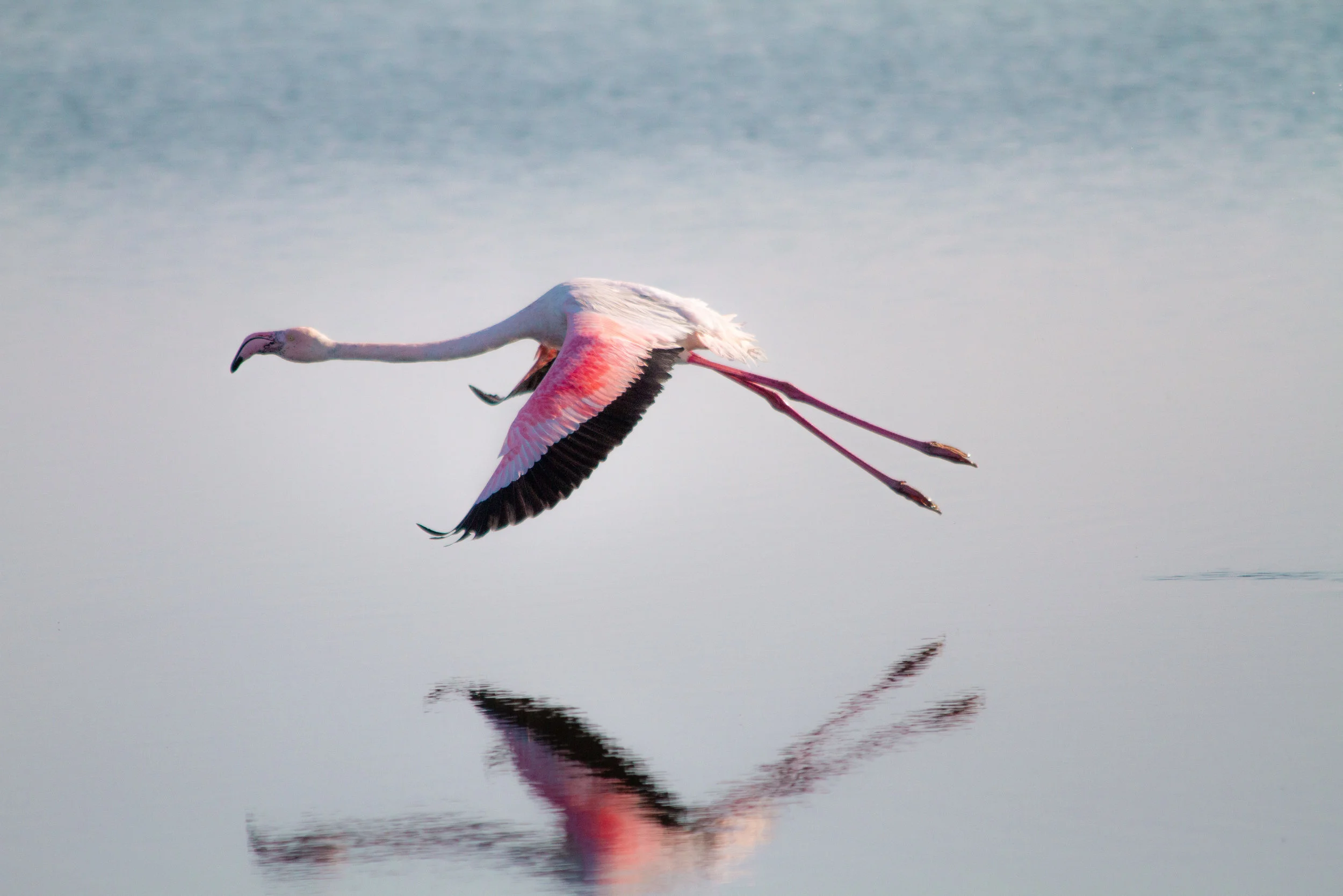 Flamingo, Skeleton Coast, Namibia