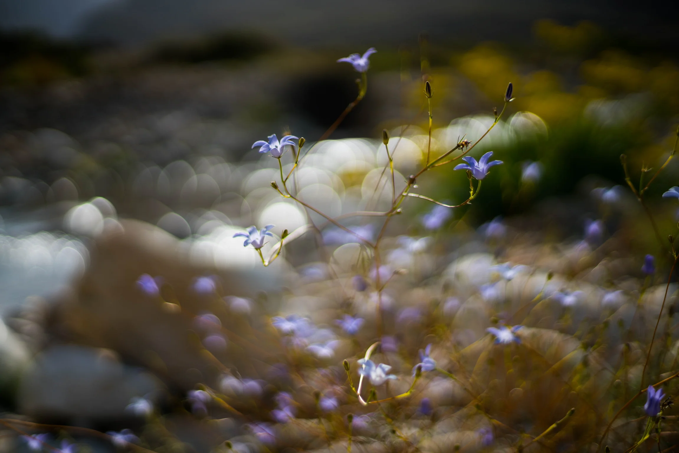 Wild Flowers, South Africa