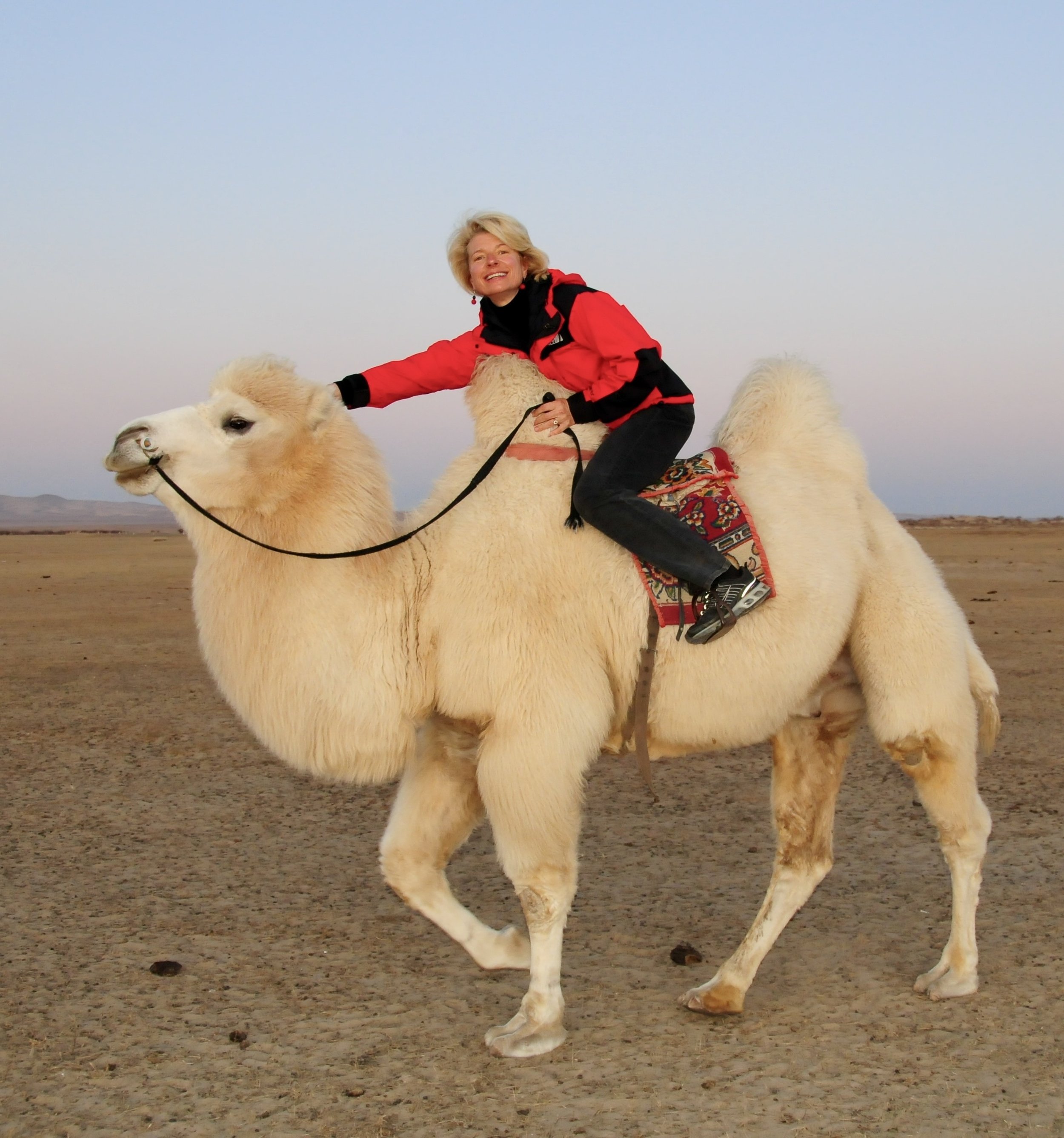 2009 10 13 152 Mongolia Ulanbaatar to Karakhorum trip camel nomad karin camel 2.jpg