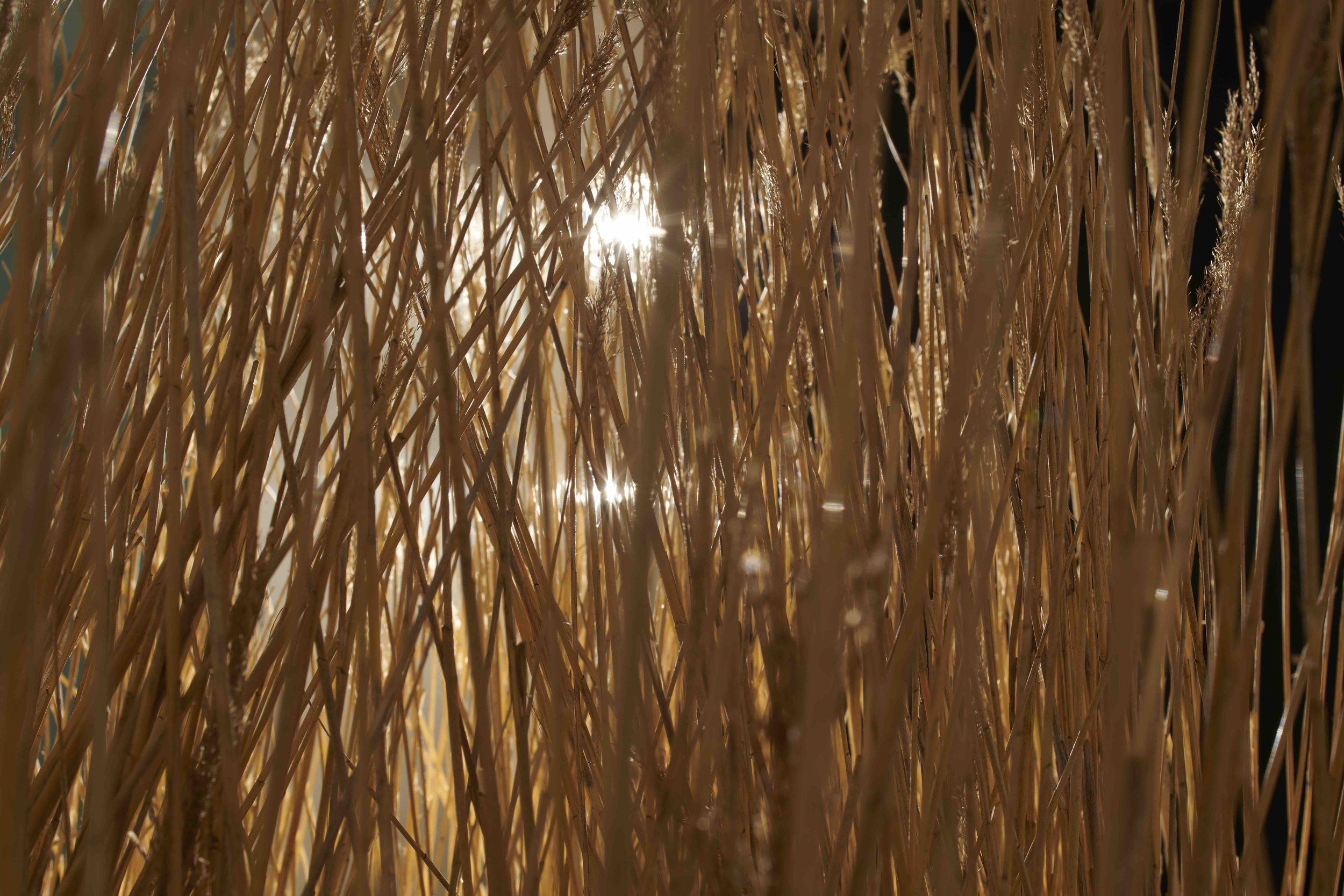 Lilith Carpet, reeds detail, image by Sylvain Deleu size.jpg