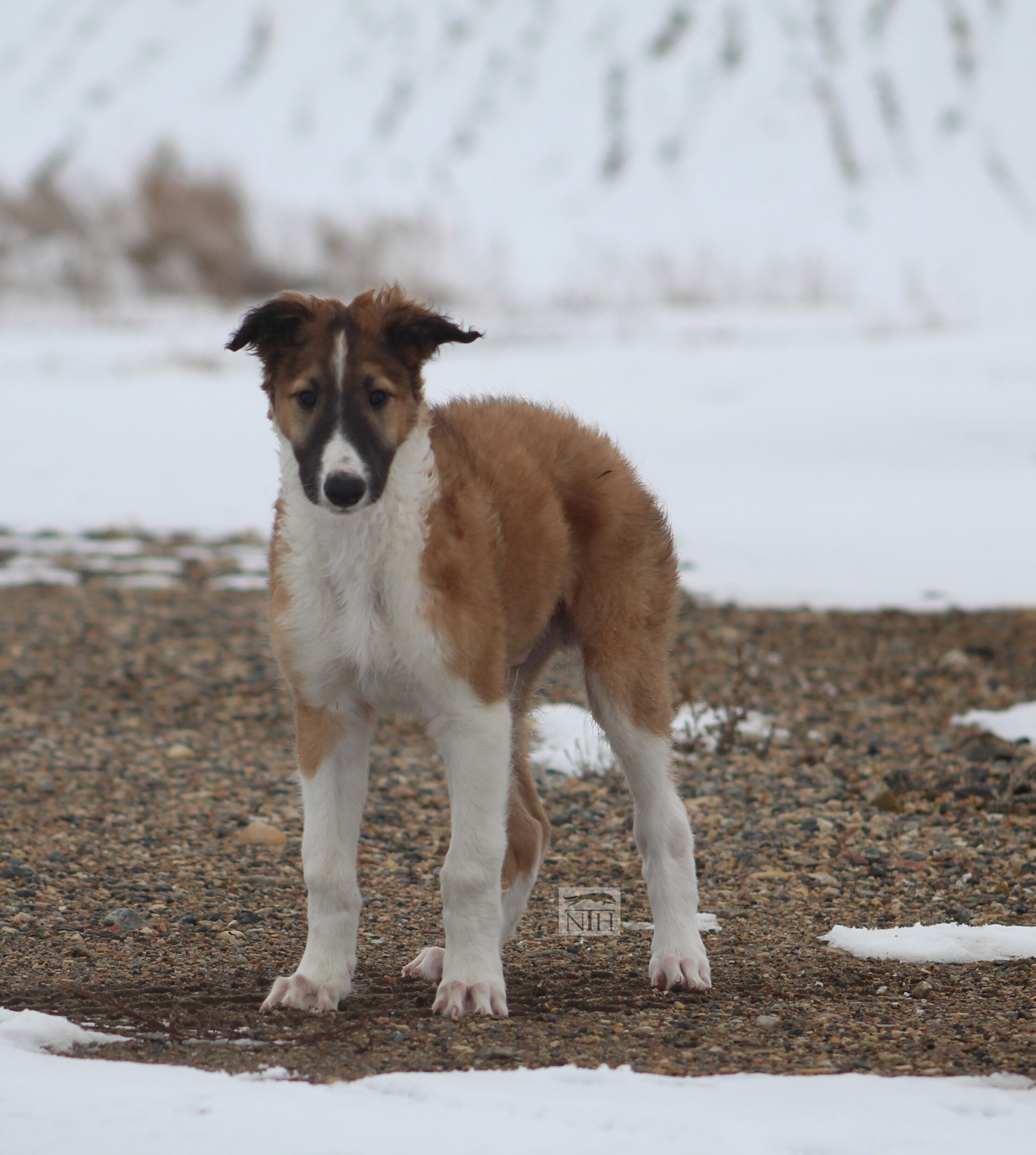 Nutmeg (formerly Kemper)