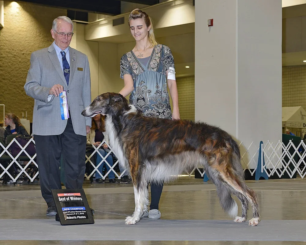 GCH Mielikki Dragon Heart