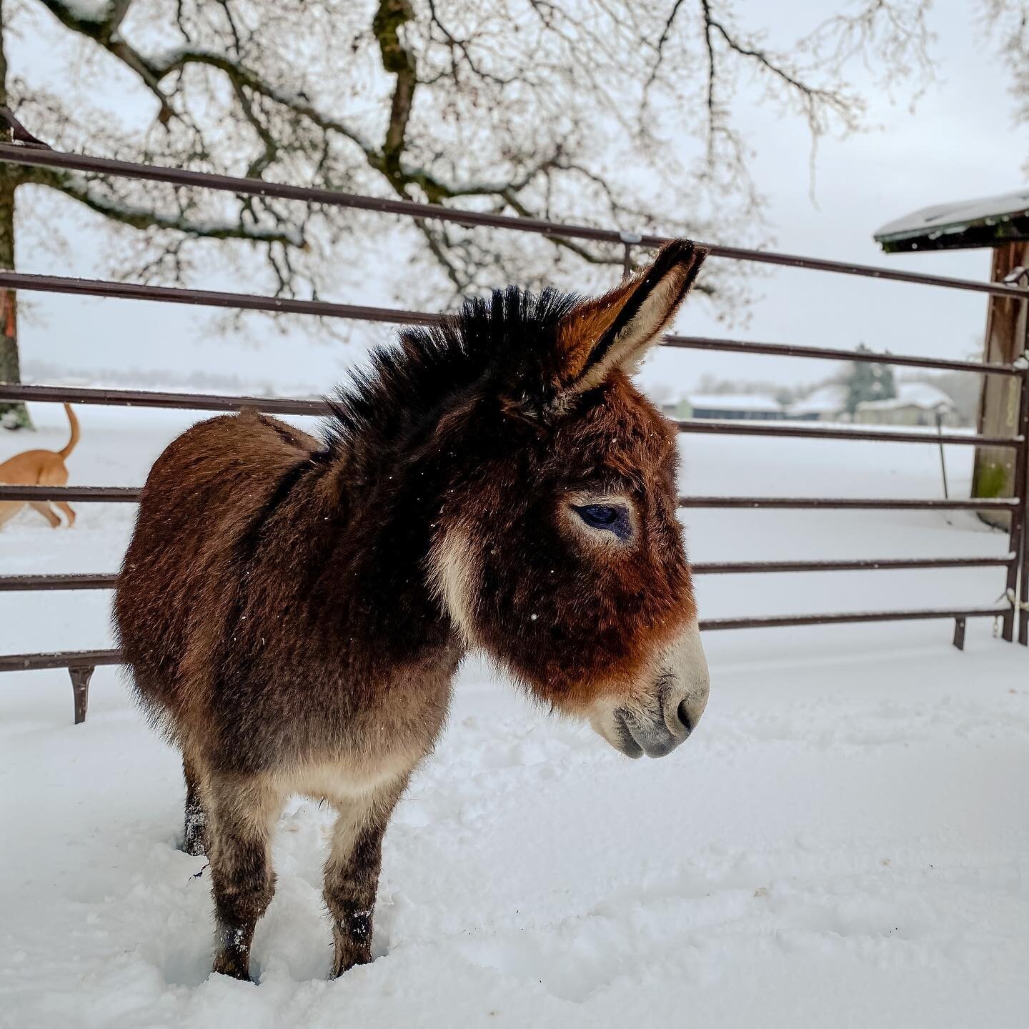 The snow was loved by some, tolerated by most and deeply despised by the donkeys. 

Now for the great thaw.

We are holding all those who are affected by this polar vortex in our hearts, especially those working hard to keep livestock fed, watered an
