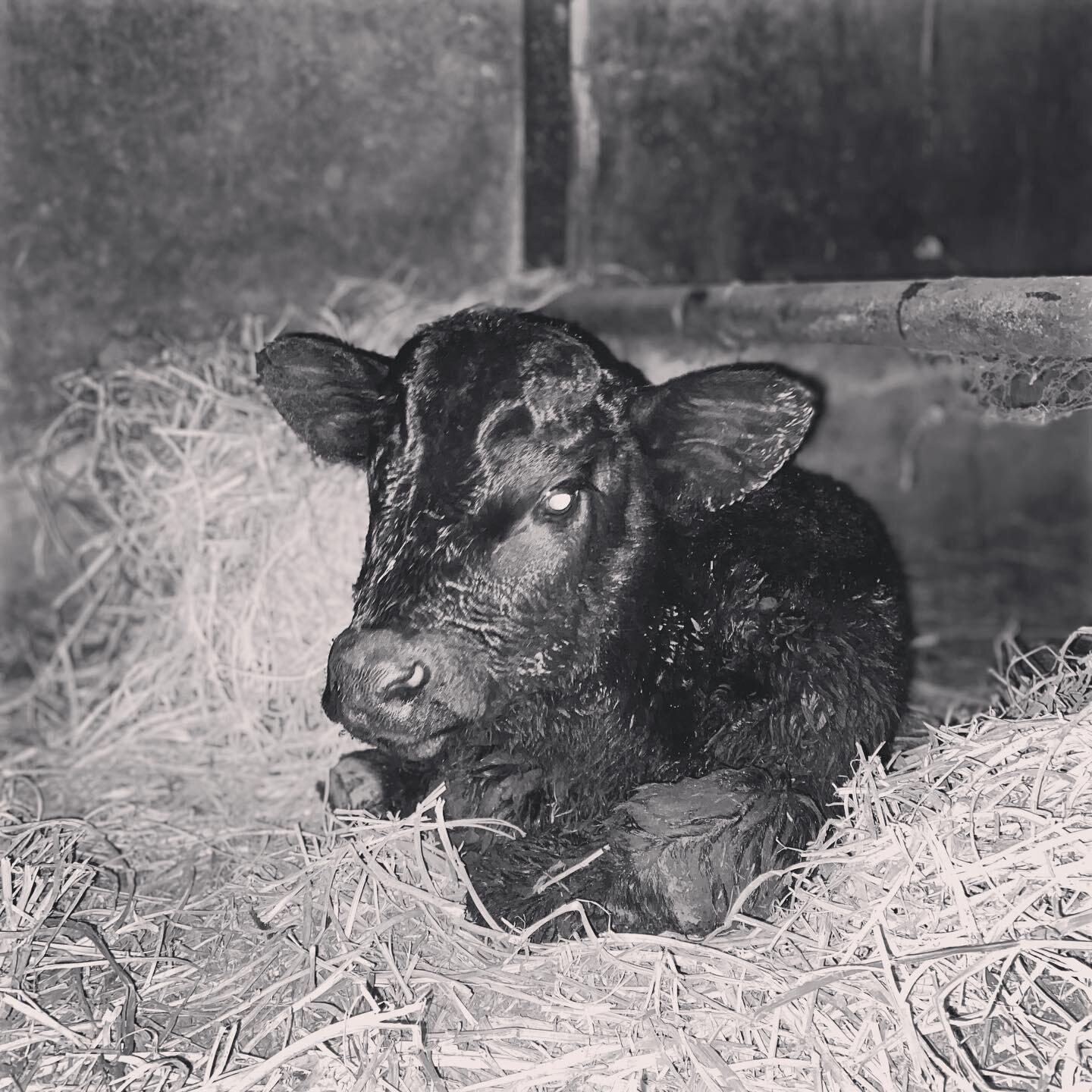 It&rsquo;s begun!

Over the weekend when we lost power, I walked the calving barn and kindly asked the ladies to please hold off on having their babies until the snow melted and the power came back. It&rsquo;s dangerous when calves are born into wet,