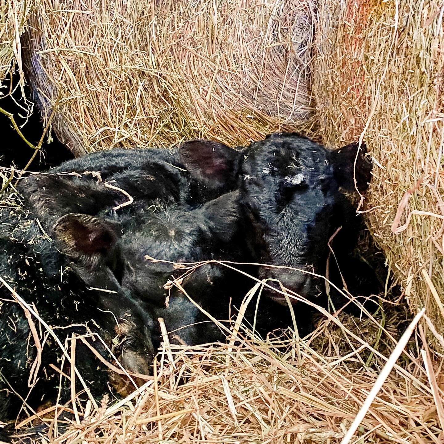I found the twins cuddled up in a corner of the barn. The little bull calf with the white flecks on his face had his leg wrapped around his brother as they slept in the hay.

It was almost as if he was saying &ldquo;It&rsquo;s a big ole world out the