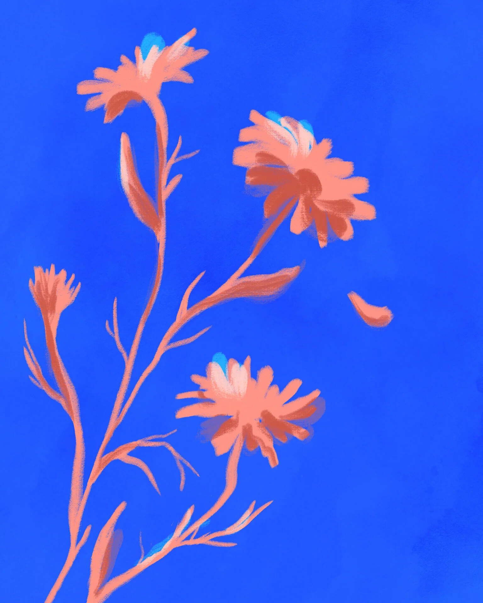 pink-daisies.JPG