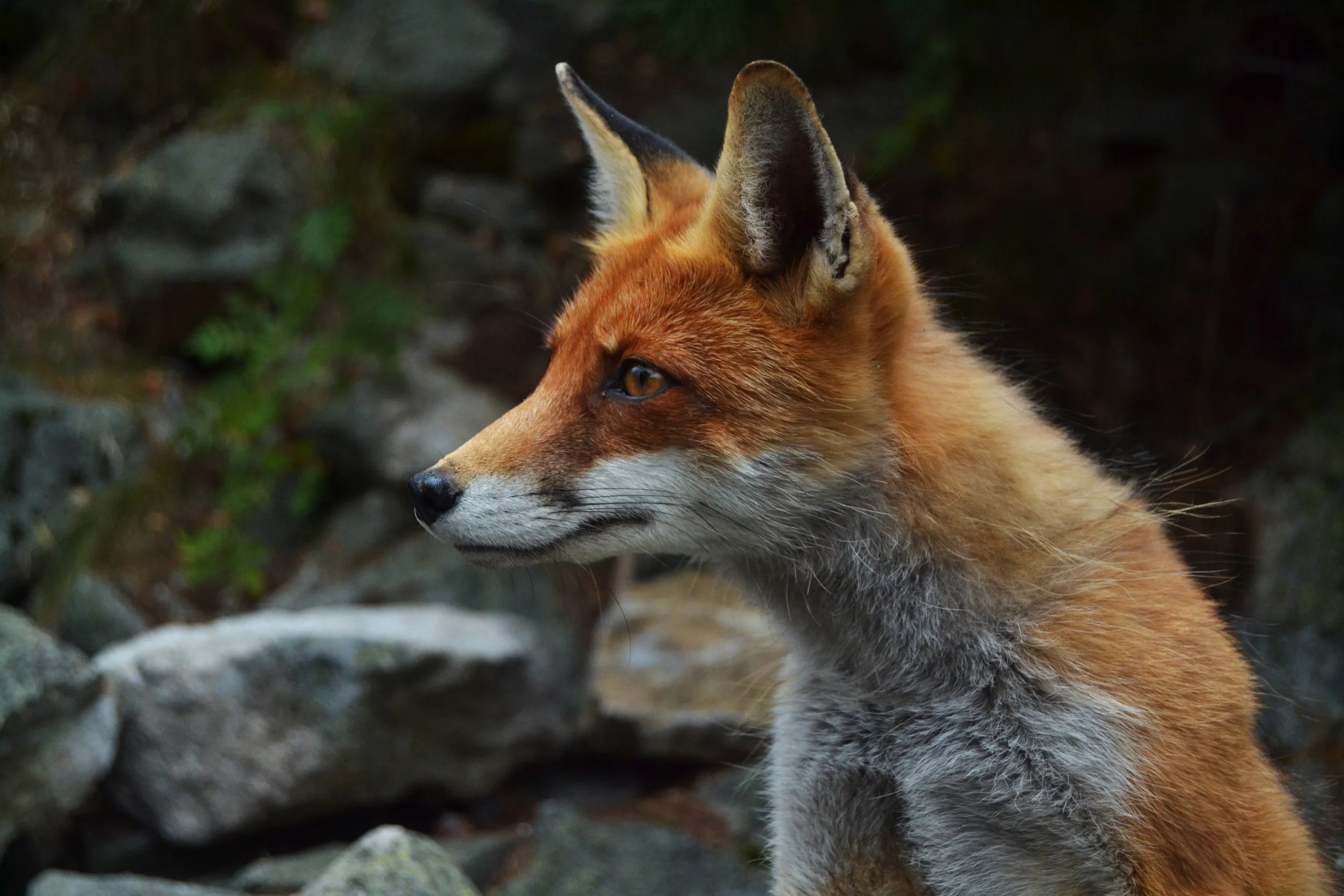 The Peace of Wild Things   by Wendell Berry