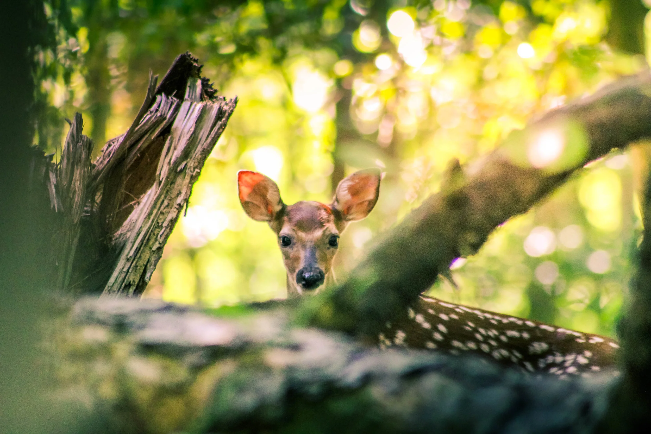 Flirting with a Fawn