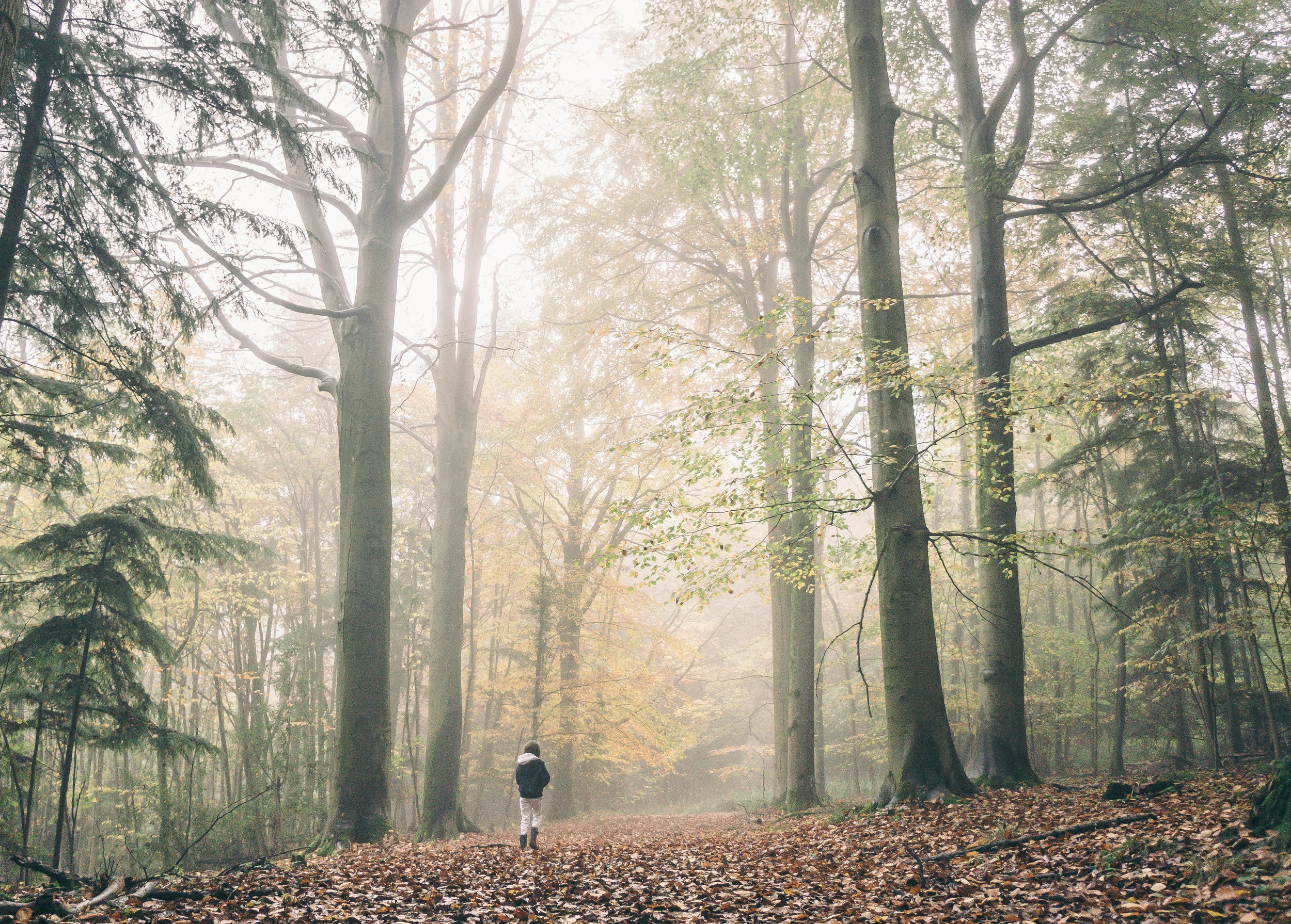 How I Go To The Woods by Mary Oliver