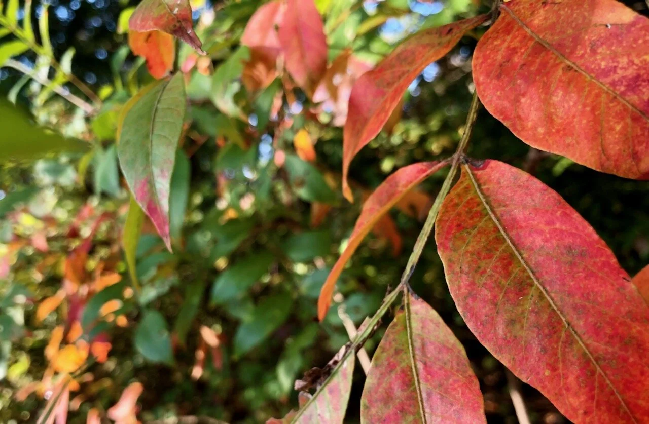 Sunday Worship Nov 1 Pilgrim United Church Of Christ