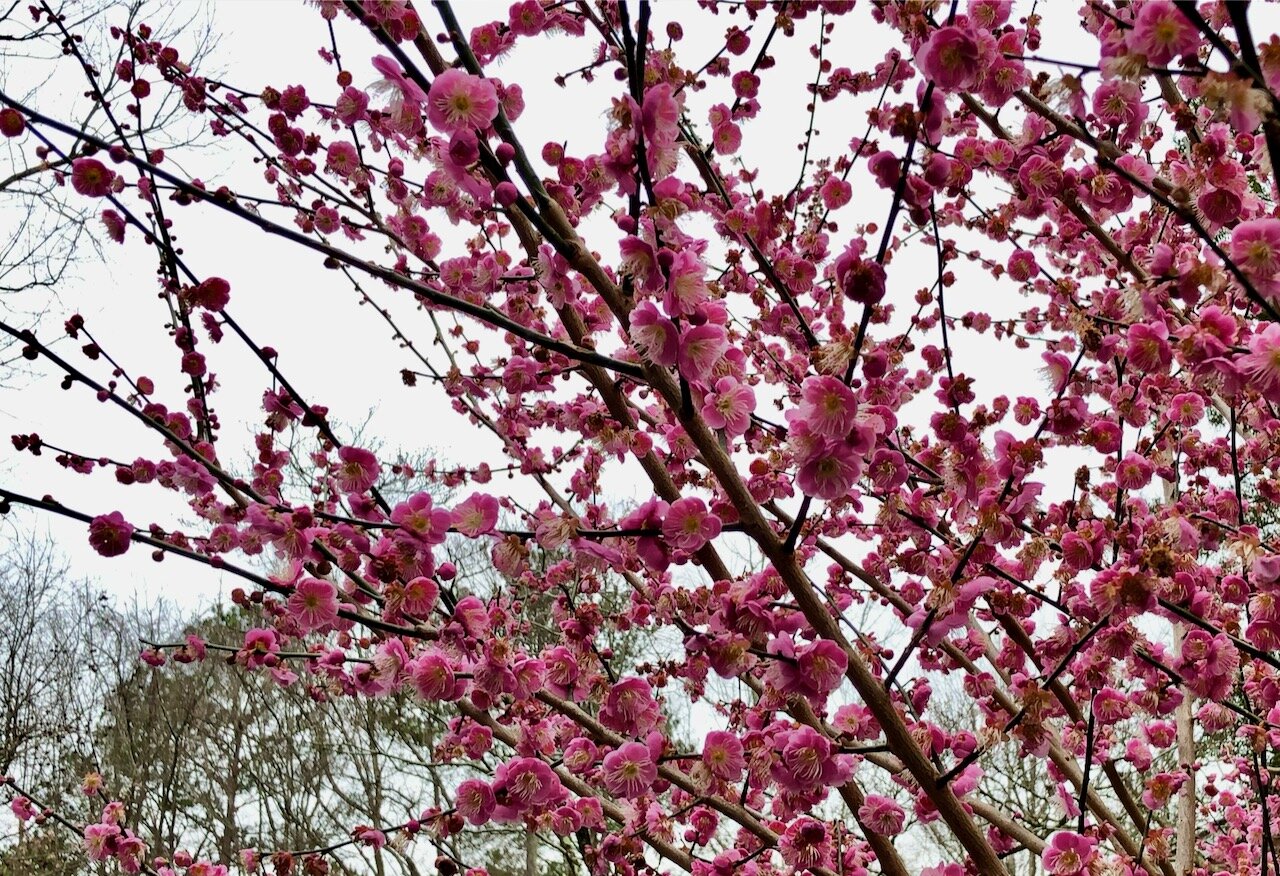 Letter from Lindy March 7