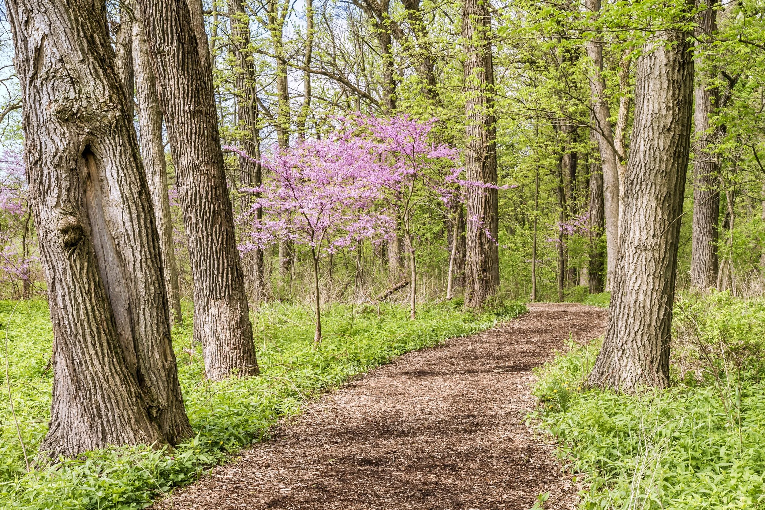 Letter from Lindy April 4 Easter Sunday