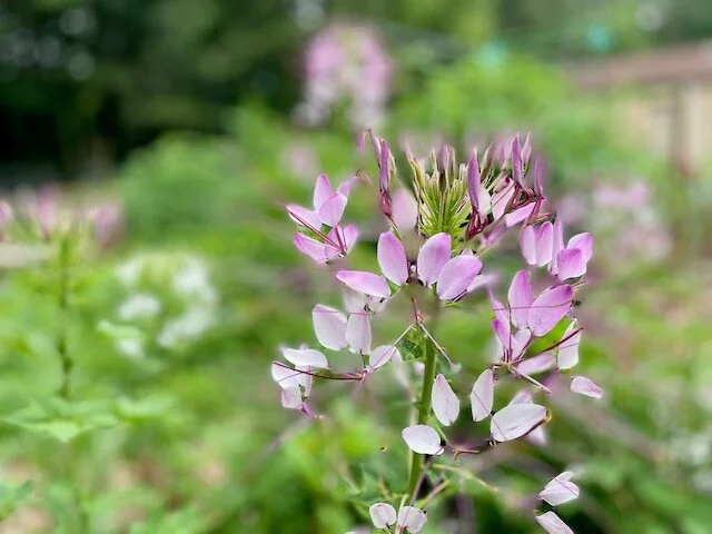 Letter from Lindy June 13